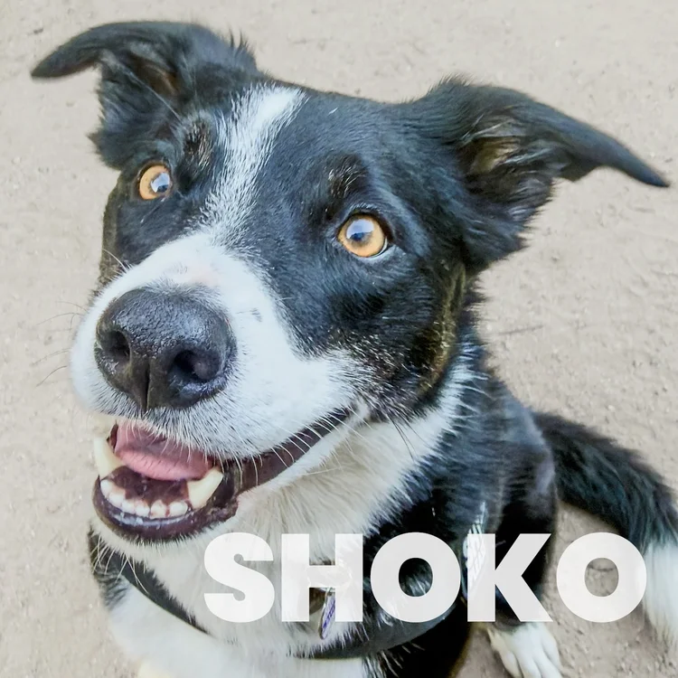 Shoko