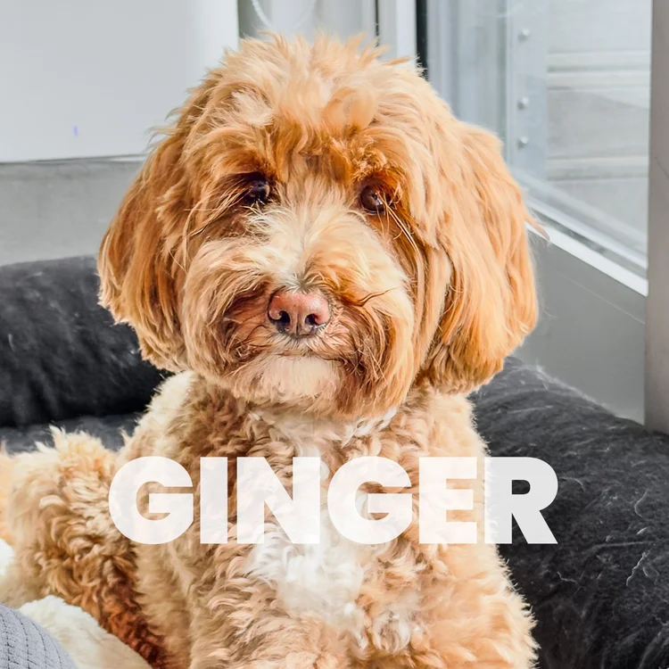 Ginger