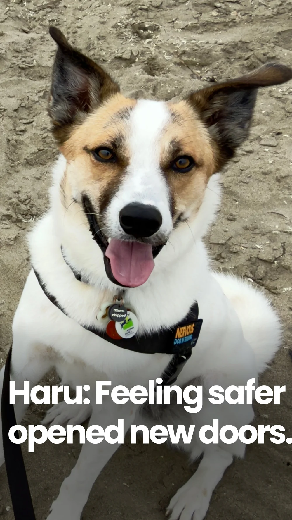 Haru