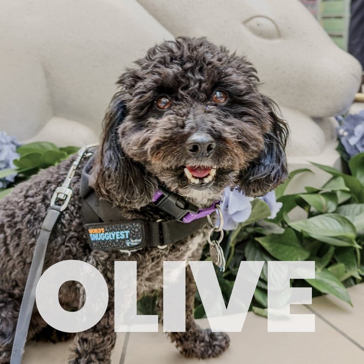 Olive