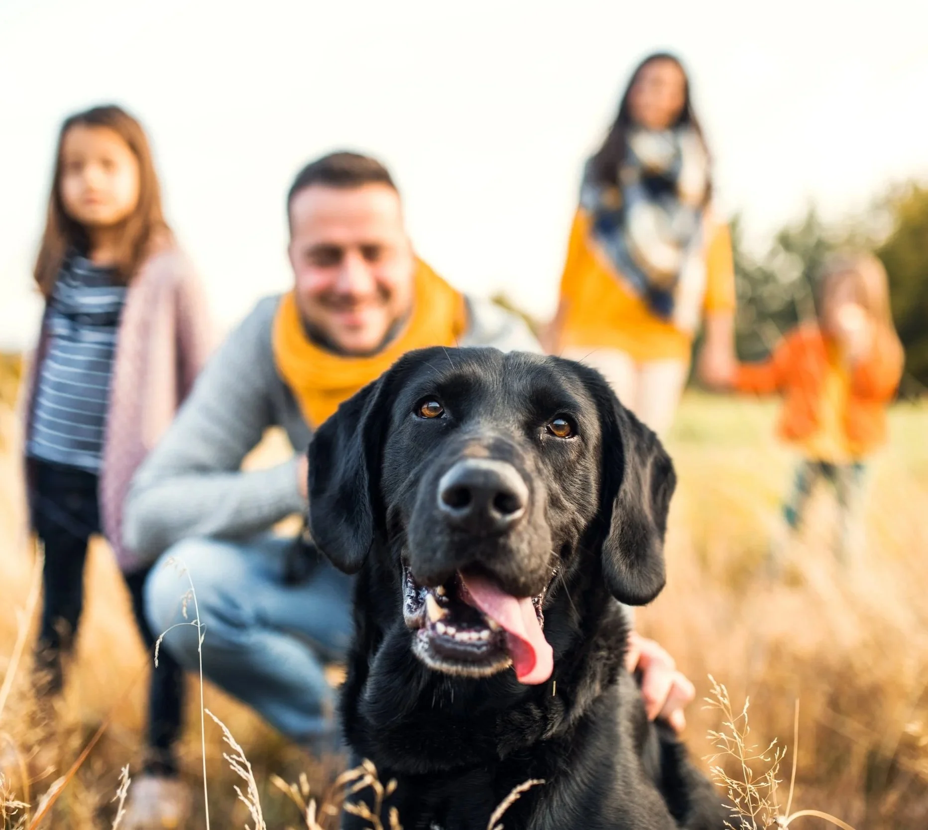 Close-up of a black dog with brown eyes and pink tongue, outdoors during golden hour, with blurred people in the background.