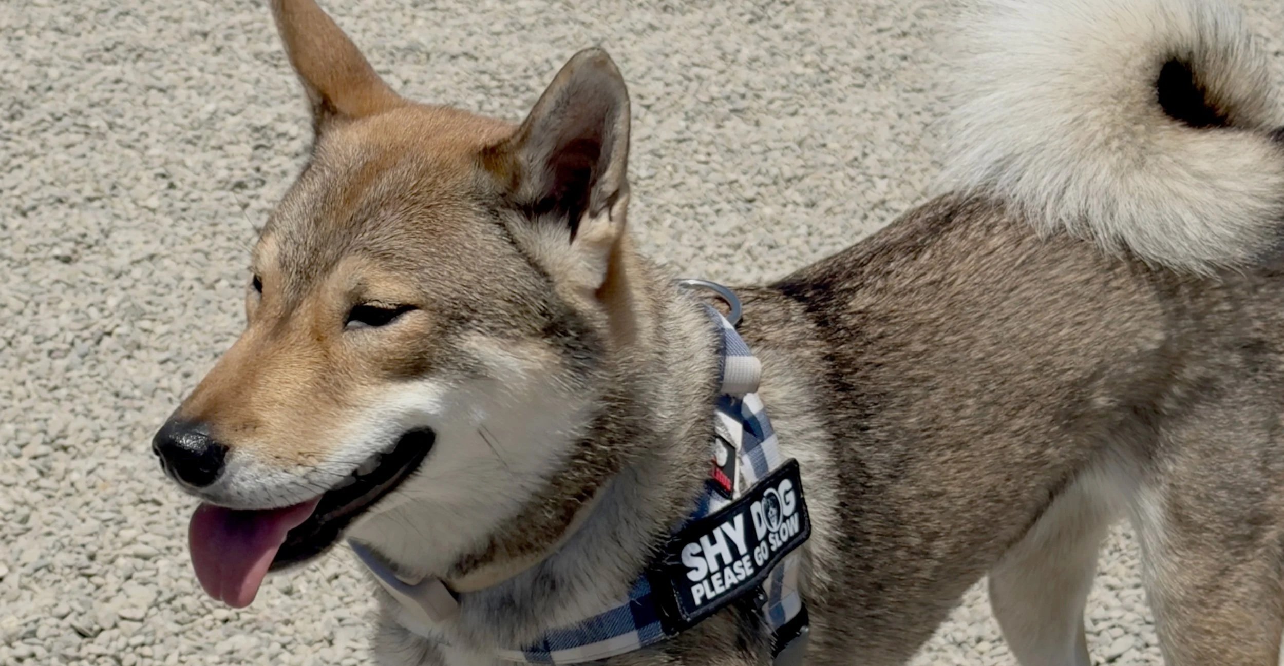 A happy, tan and gray husky dog with its tongue out, wearing a harness with a tag that says 'SHY DOG PLEASE GO SLOW,' standing on a gravel surface.