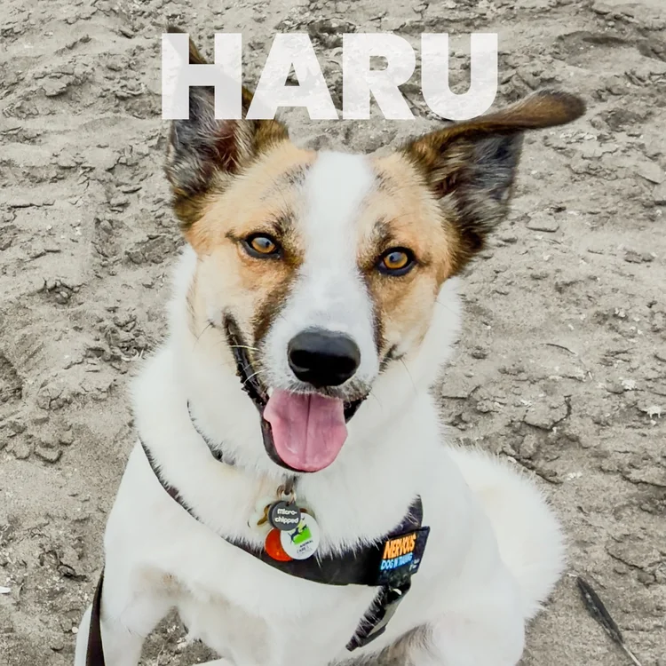 Haru