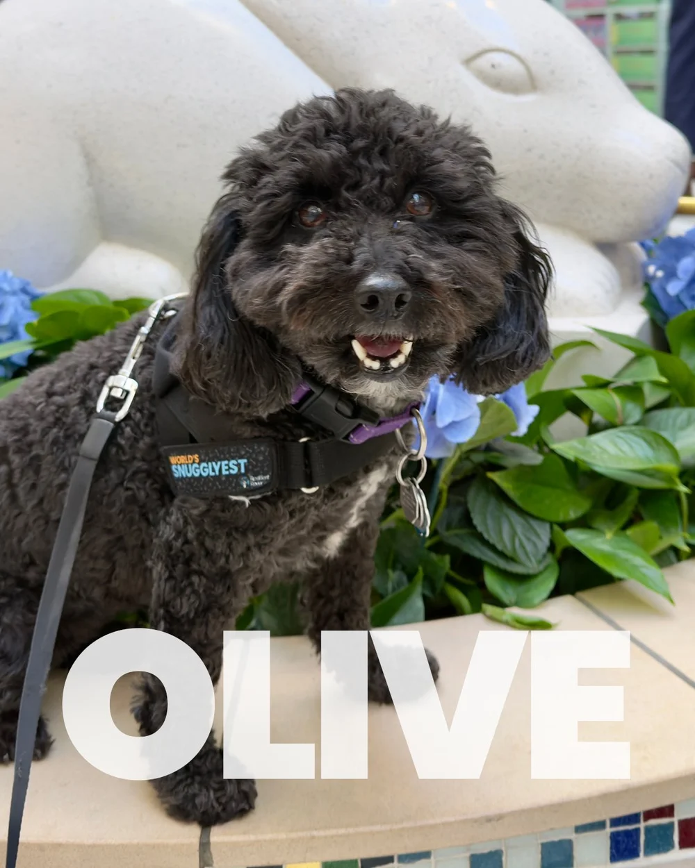 Olive
