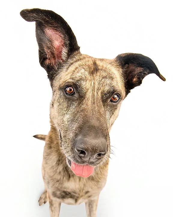 Close-up of a mixed-breed dog with one ear up and the other flopping, tan and black fur, and its tongue slightly out, against a white background.