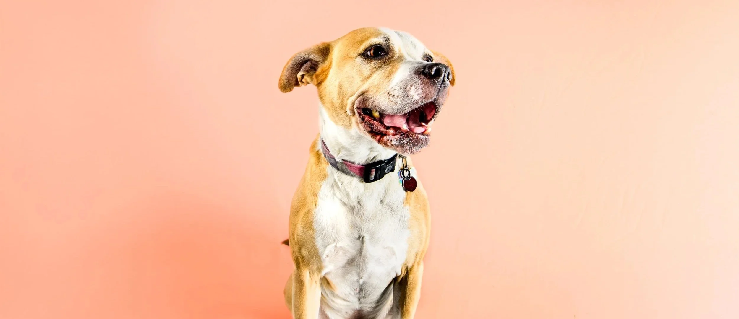 A happy tan and white dog with a black collar and red tag, standing against a peach-colored background.