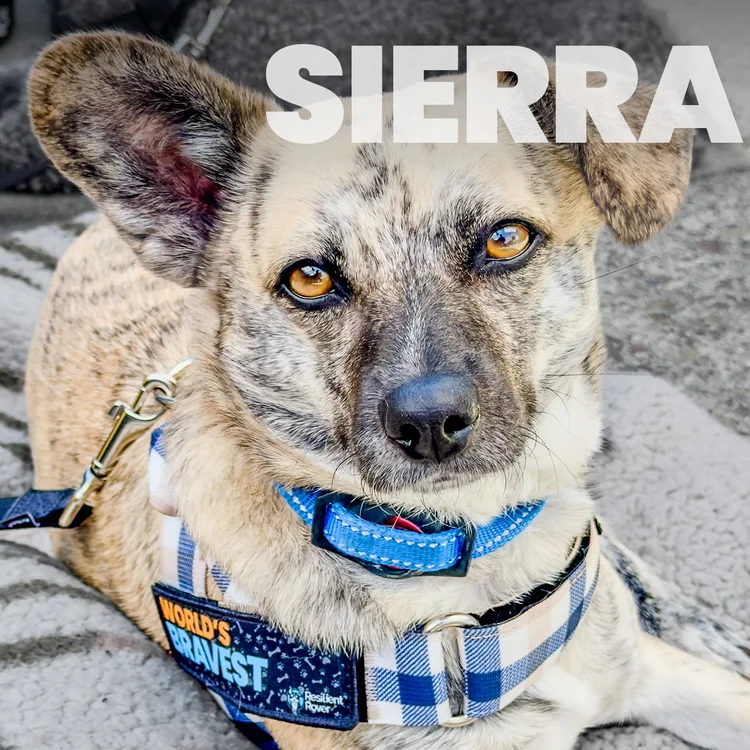 Sierra