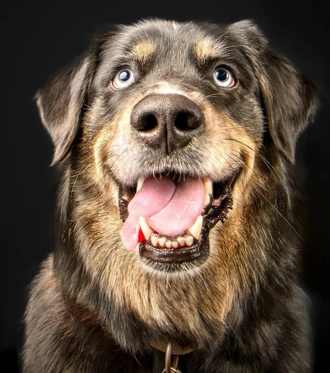 Close-up portrait of a long-haired brown and black dog wearing a collar, looking toward the camera with an open mouth.