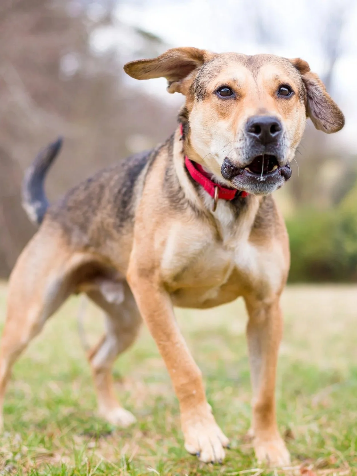 A joyful dog running outdoors on grass, with a blurred background of trees and sky, wearing a red collar.