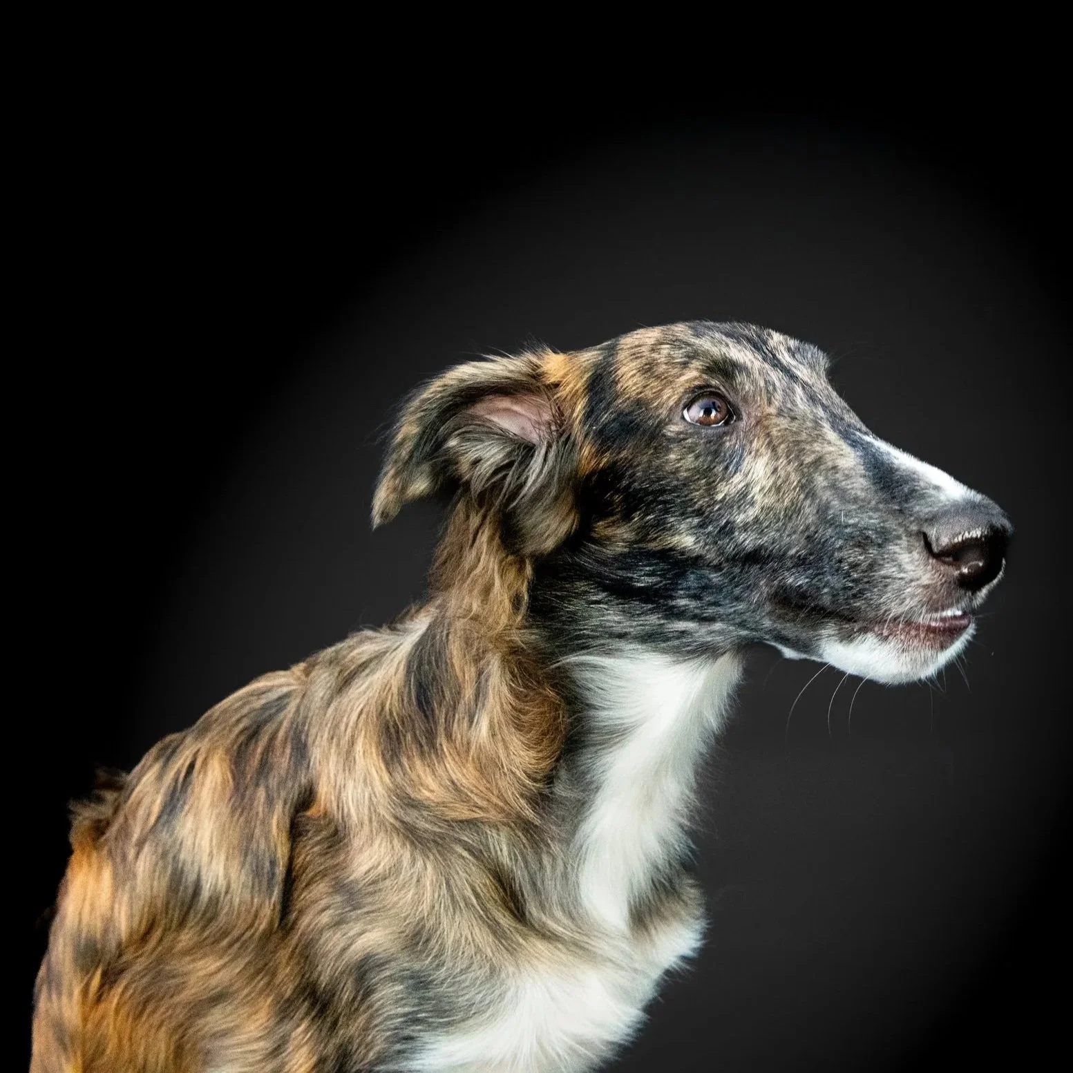 A dog with a brindle coat, white chest, and a dark background, looking to the right.