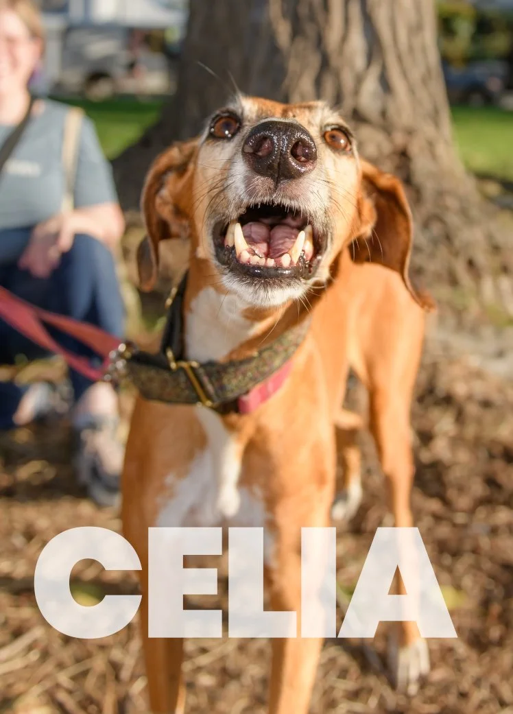 Celia