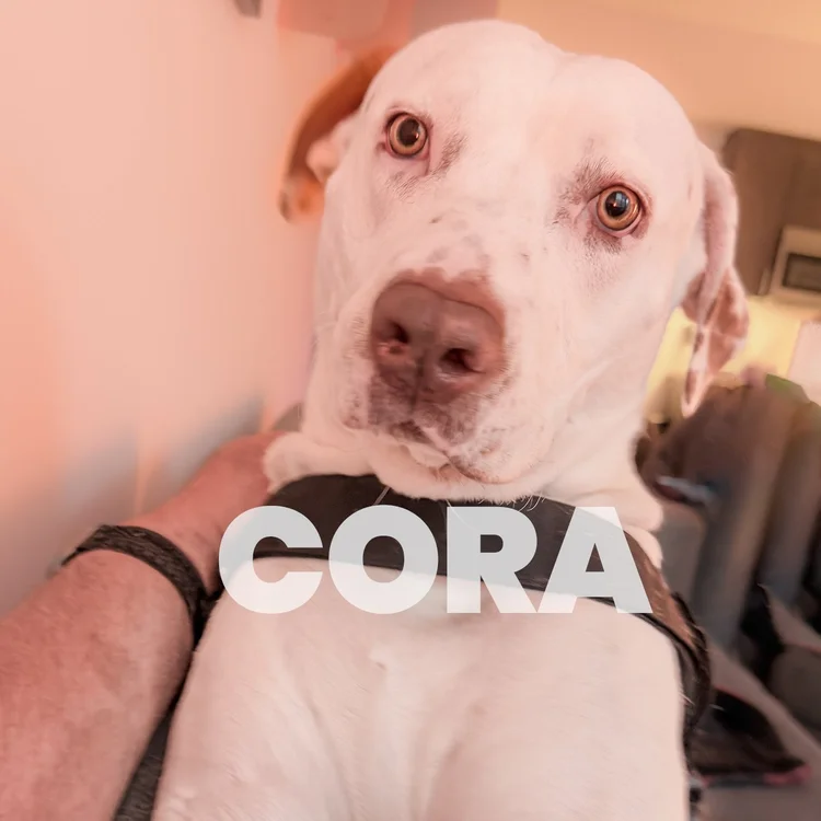 Cora