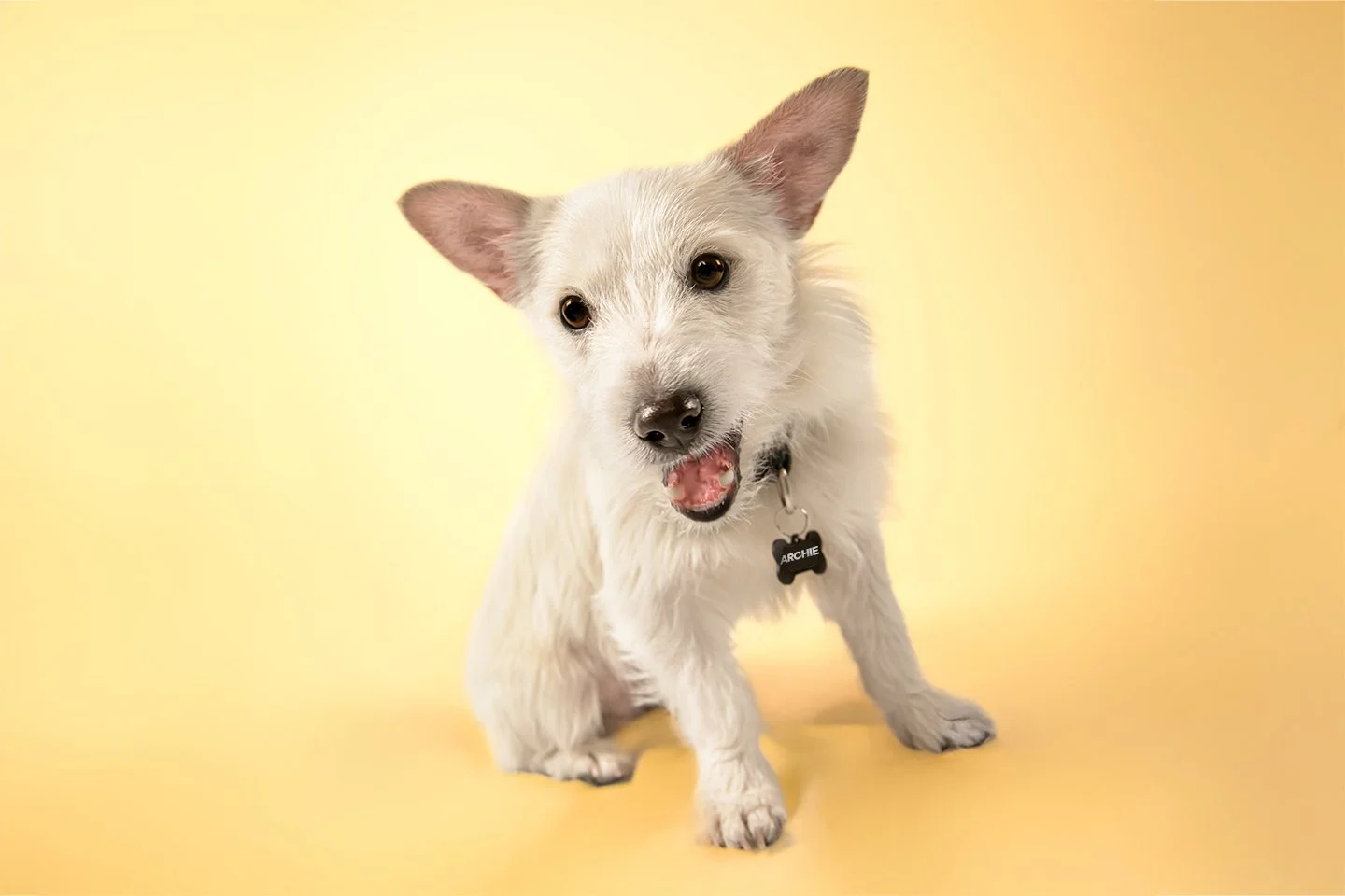 A cute white dog with one ear standing up and the other flopping, sitting on a yellow background, wearing a black collar with a name tag reading 'Archie', looking at the camera with an open mouth.