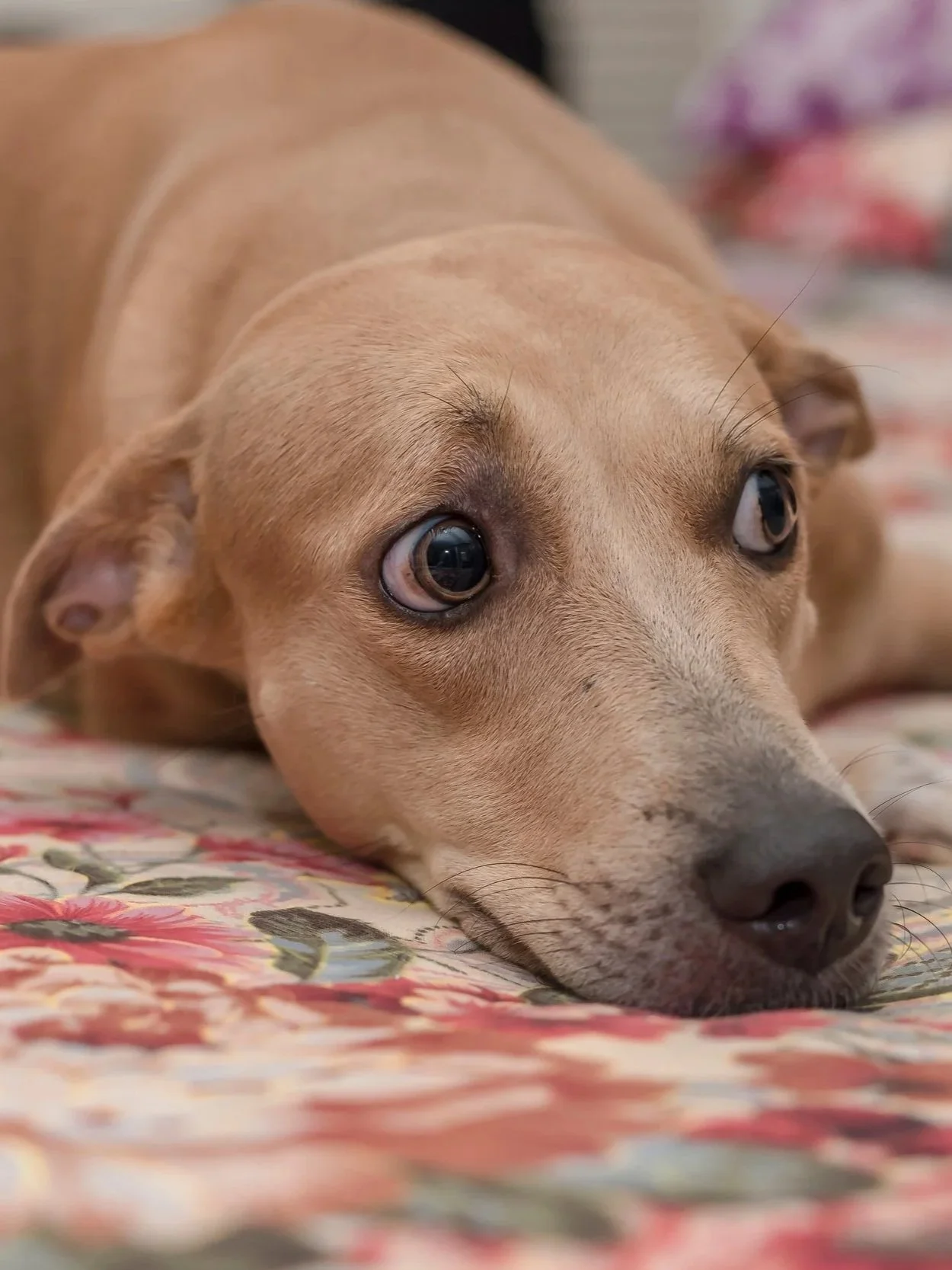 A close-up photo of a light brown dog lying down on a floral-patterned blanket, with its head resting on the blanket and looking off to the side.