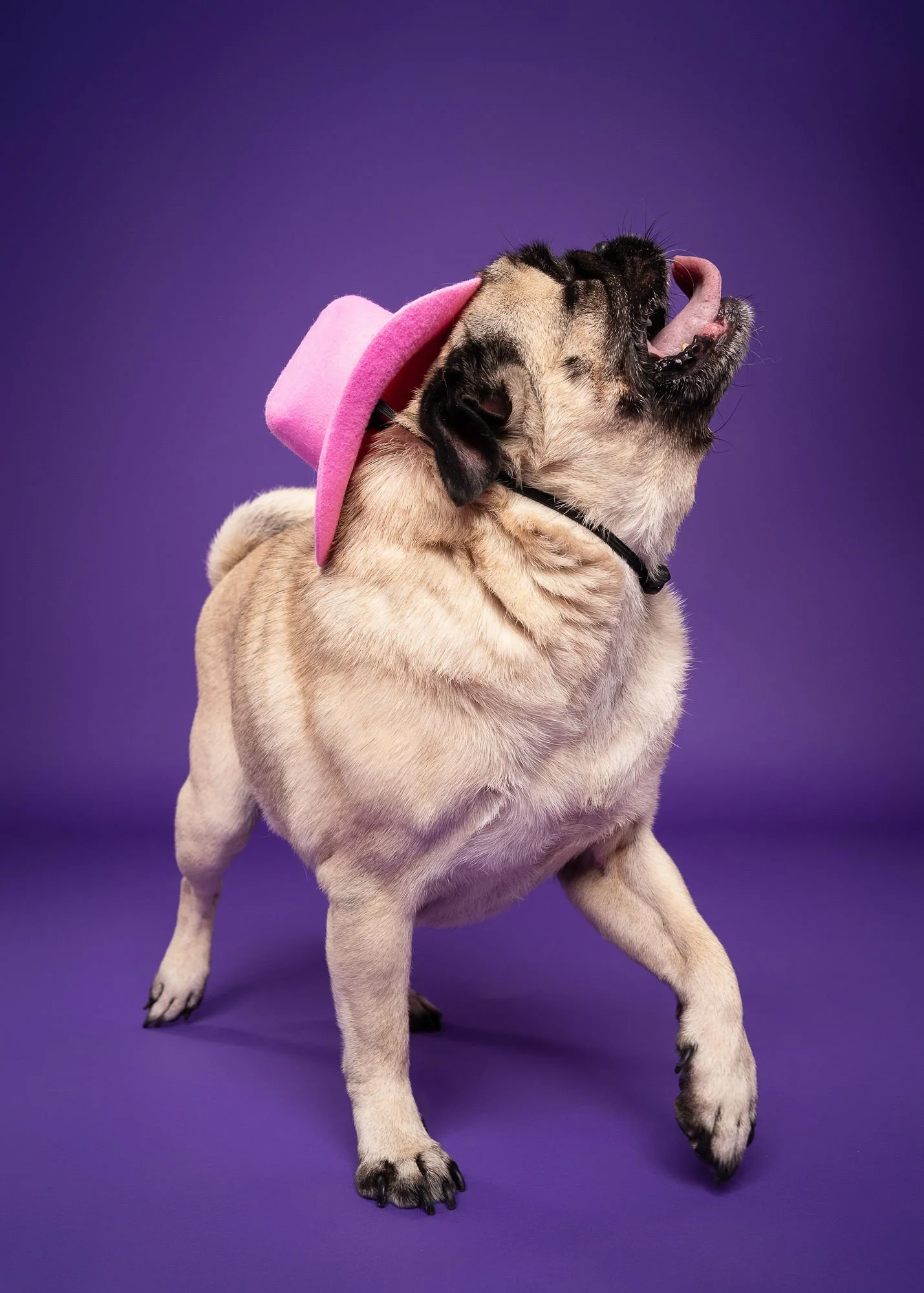 Bulldog photographed against a bright yellow studio backdrop in Lincoln
