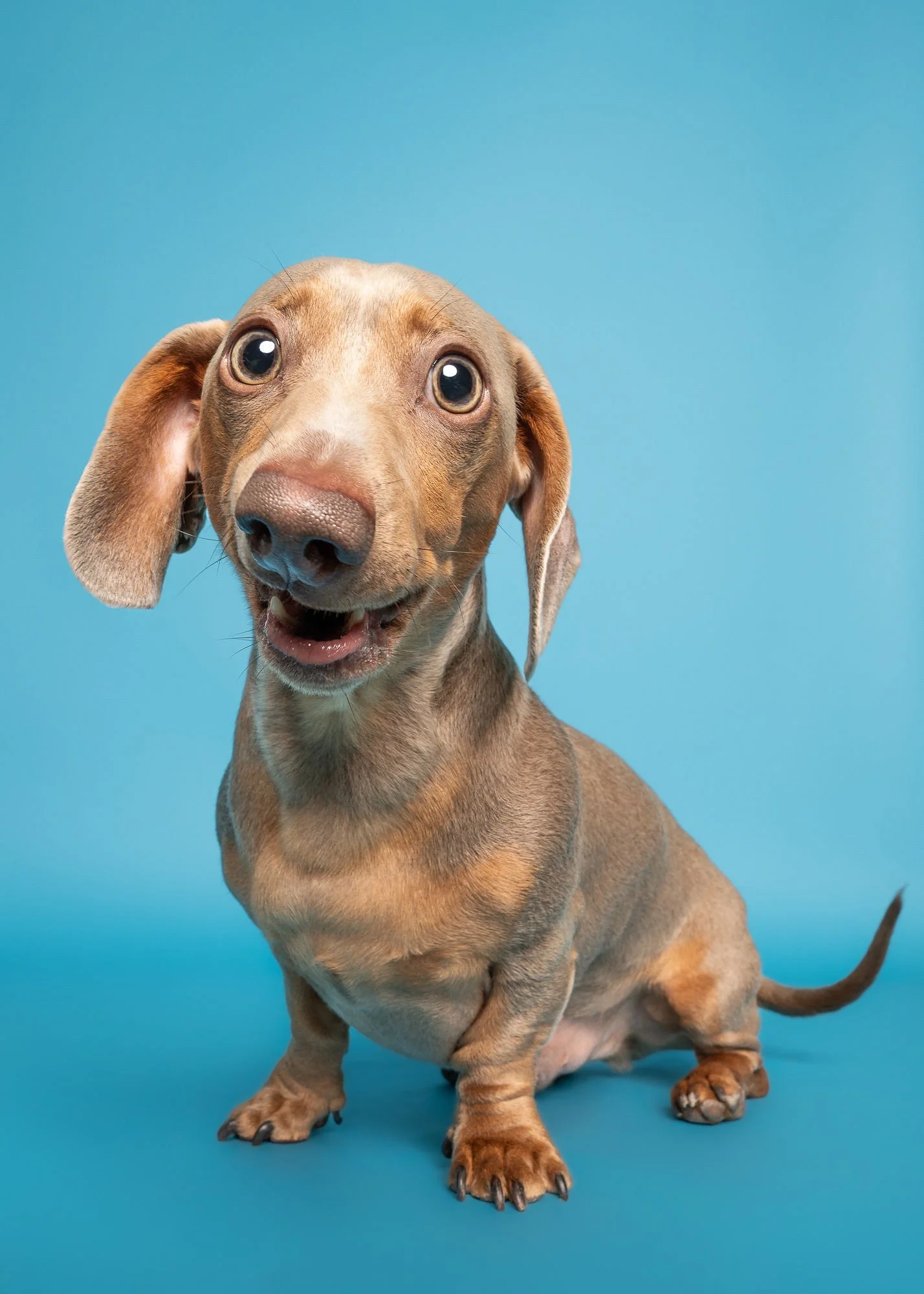 Colourful dachshund studio photography at The Puparazzi Booth Lincoln
