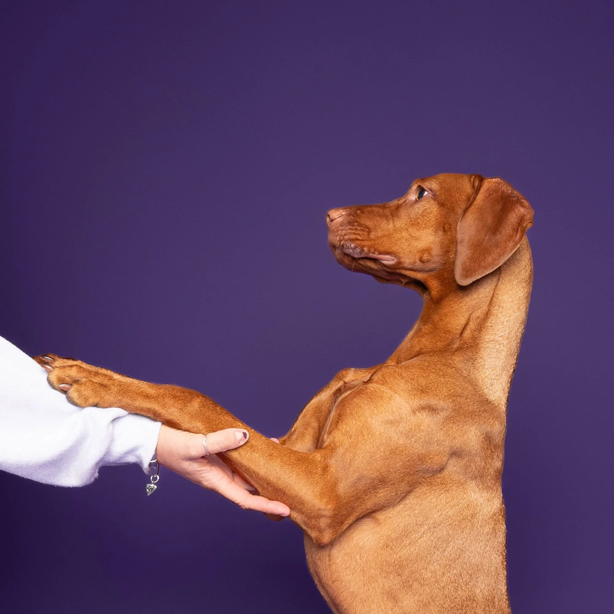 Dog photographed with bright props during a fun Lincoln studio session
