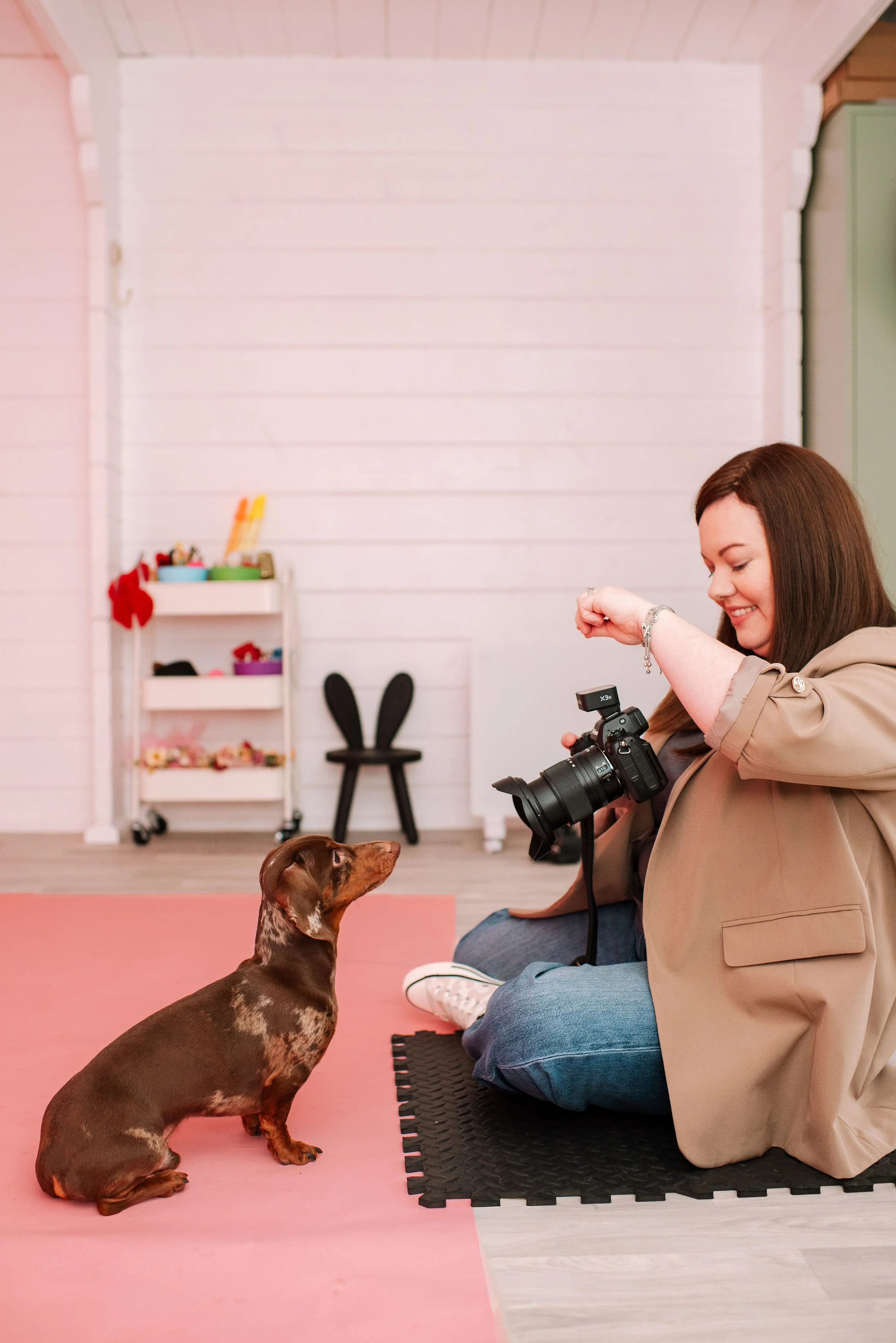 Dachshund portrait photographed against a bright pink studio backdrop