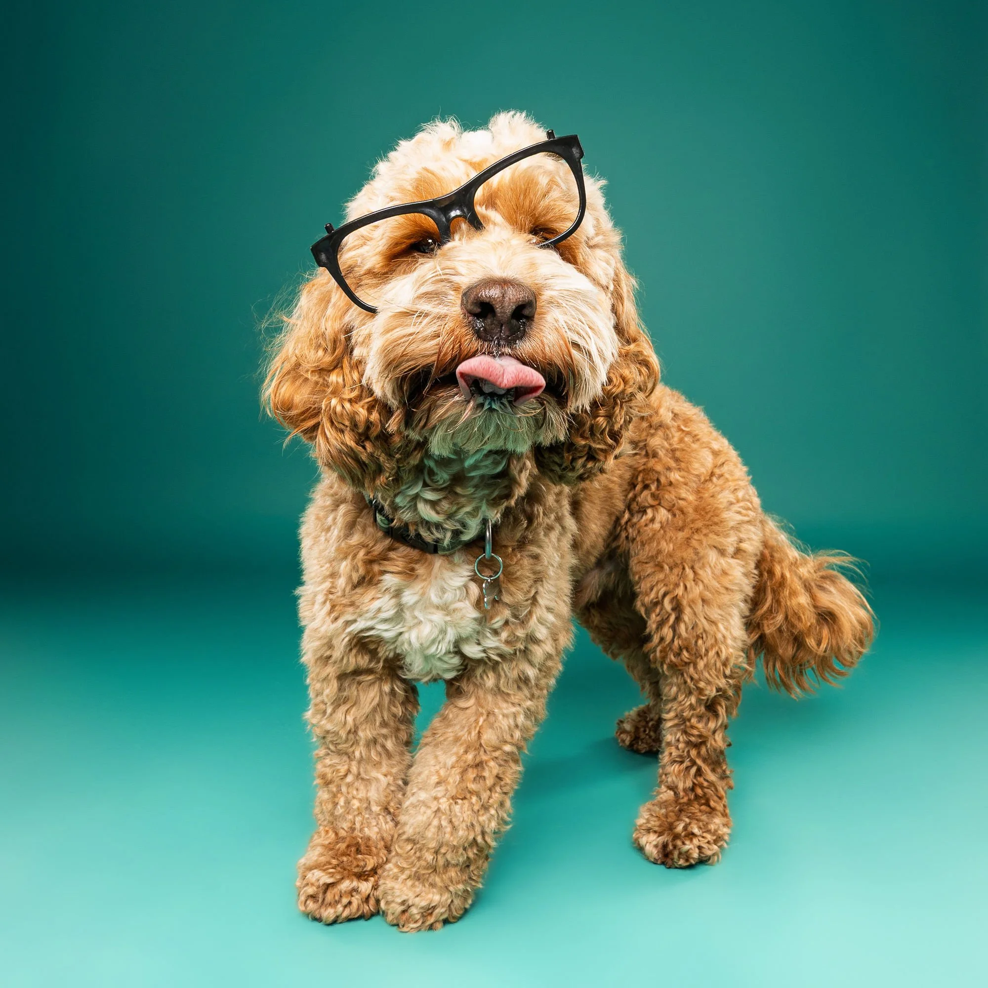Small dog photographed on a colourful studio set at The Puparazzi Booth
