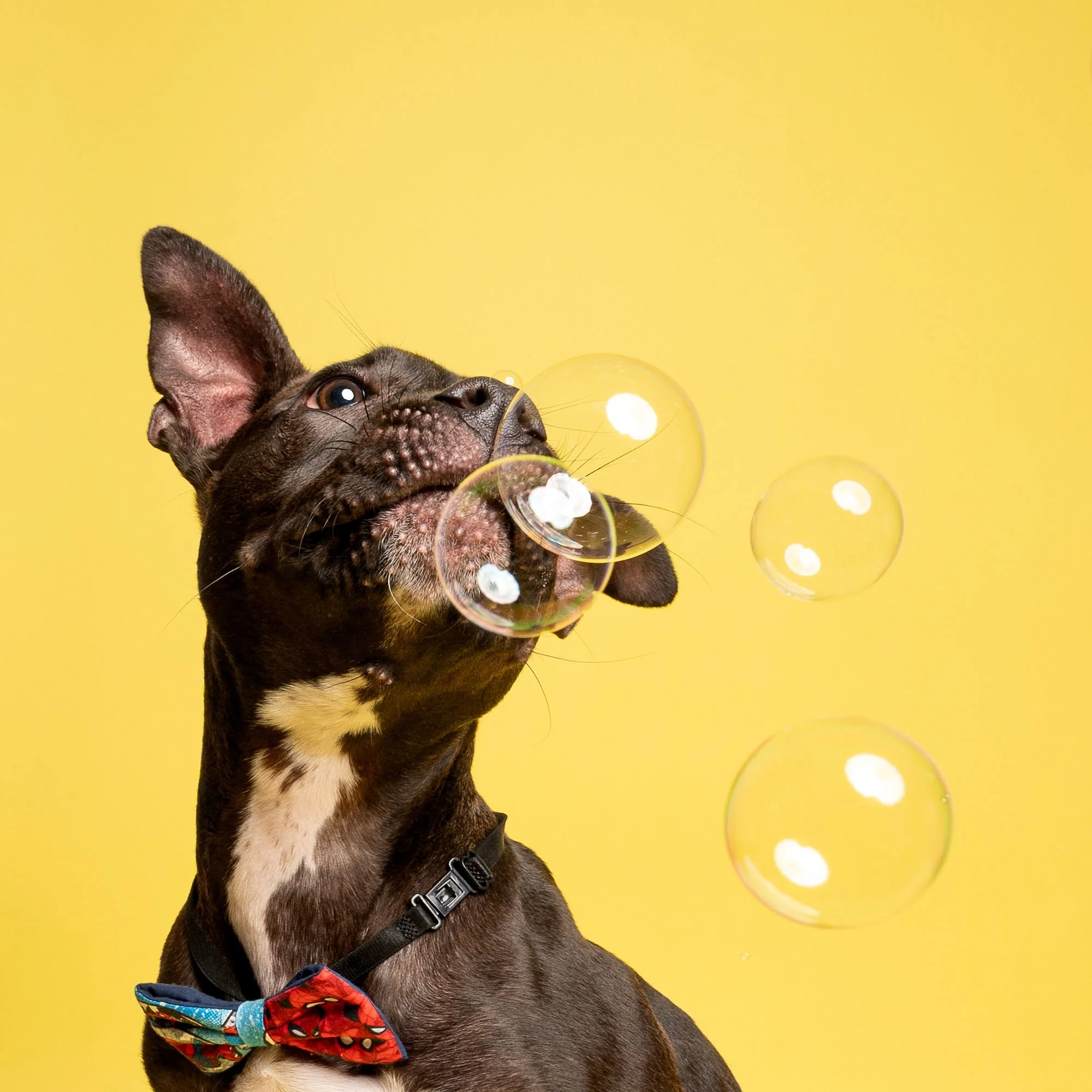 Dog sitting for a professional studio photography session in Lincoln