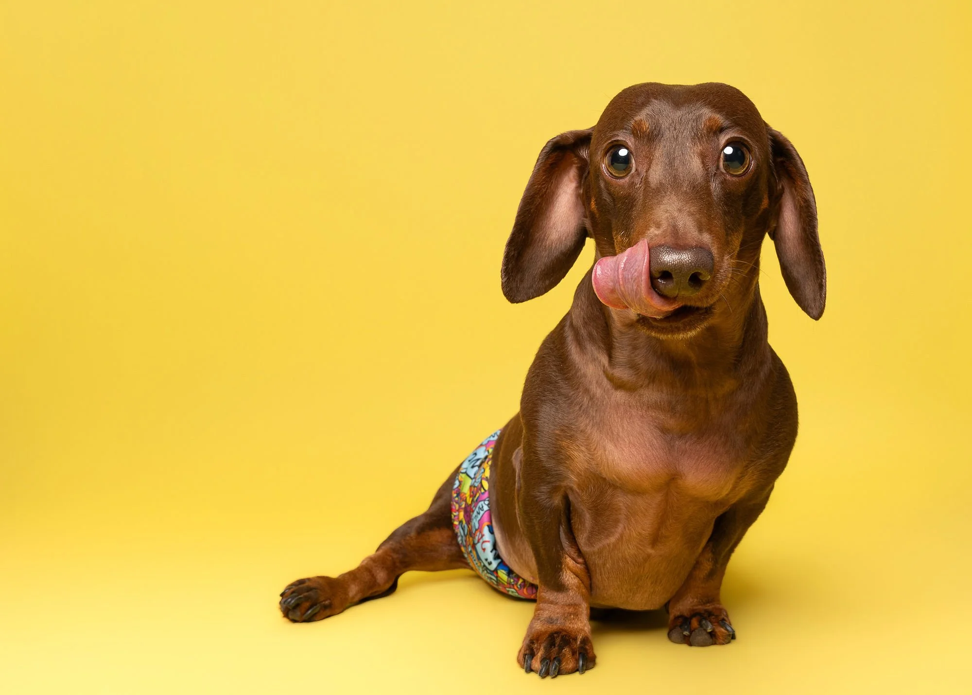 Fun studio dog portrait with colourful background by Lincoln photographer
