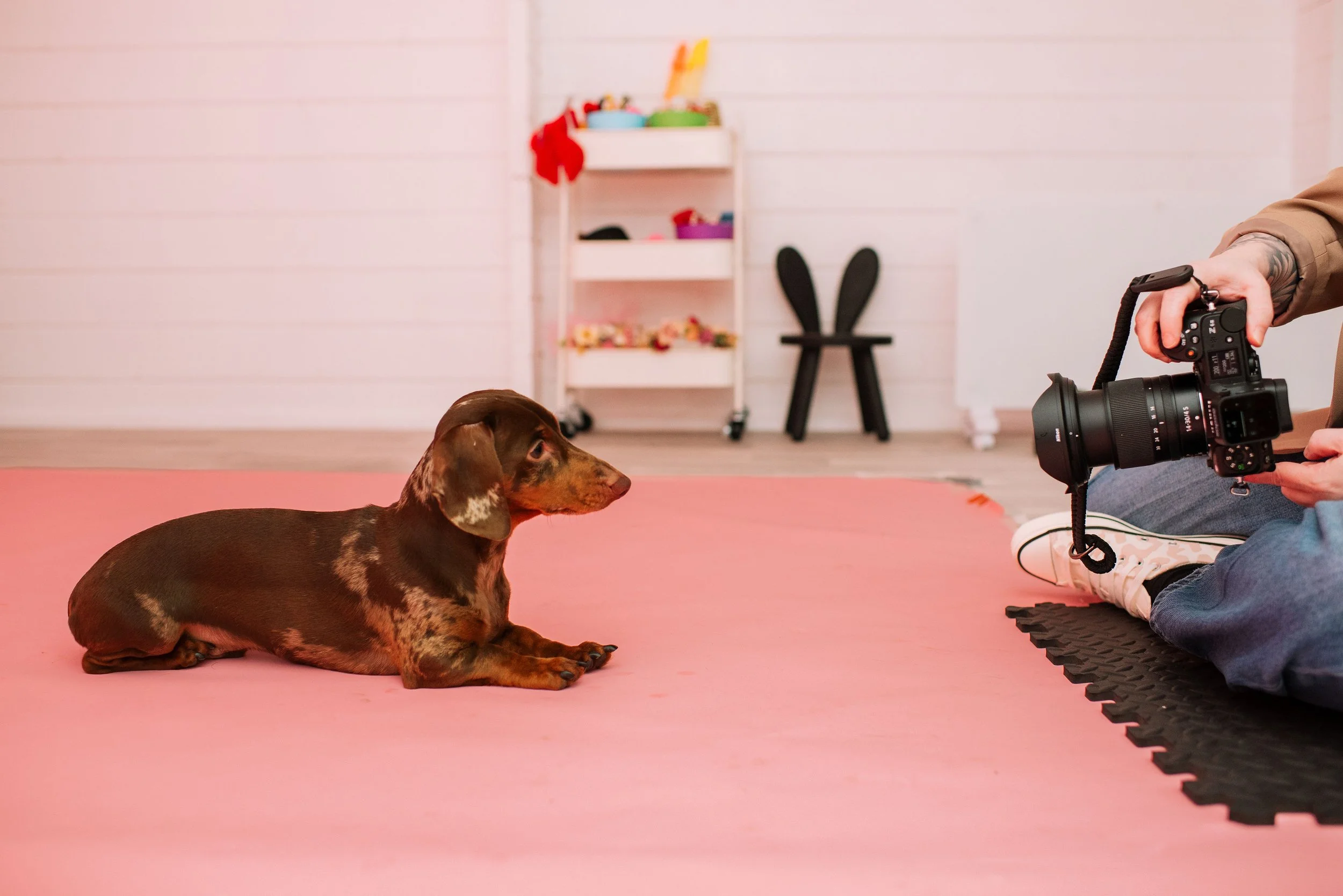 Dalmatian studio portrait against a colourful blue background