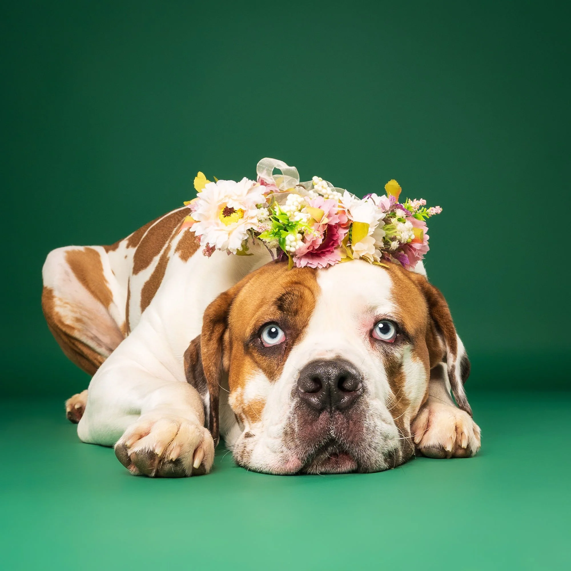 Close-up dog portrait with bright blue background at Lincoln photography studio
