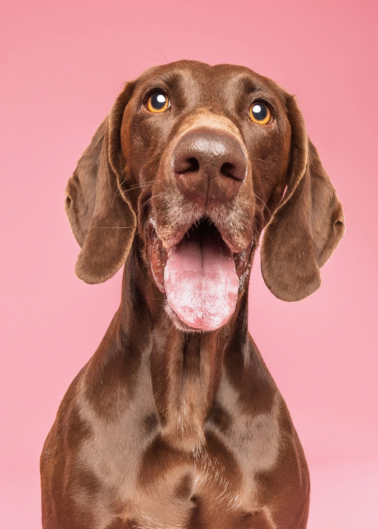 Dog portrait with playful expression during professional pet photography session
