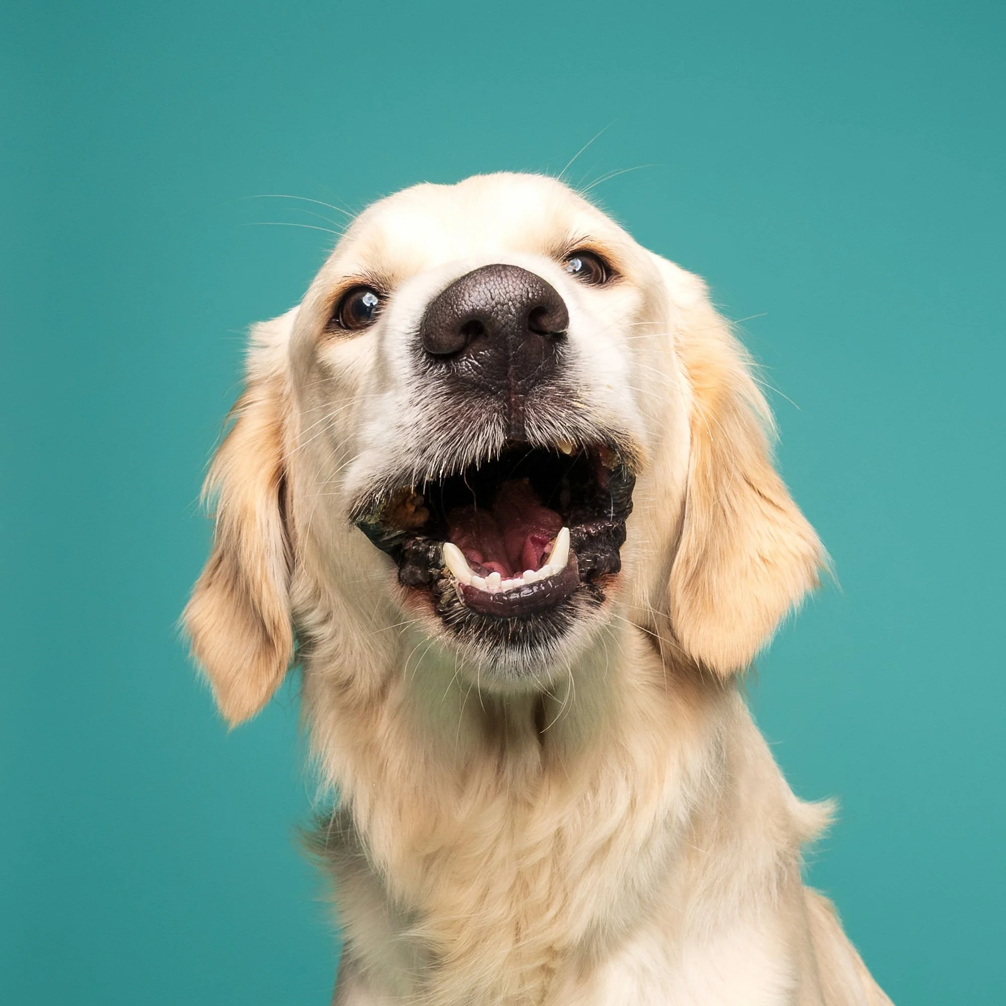 Colourful professional dog photography by The Puparazzi Booth in Lincoln
