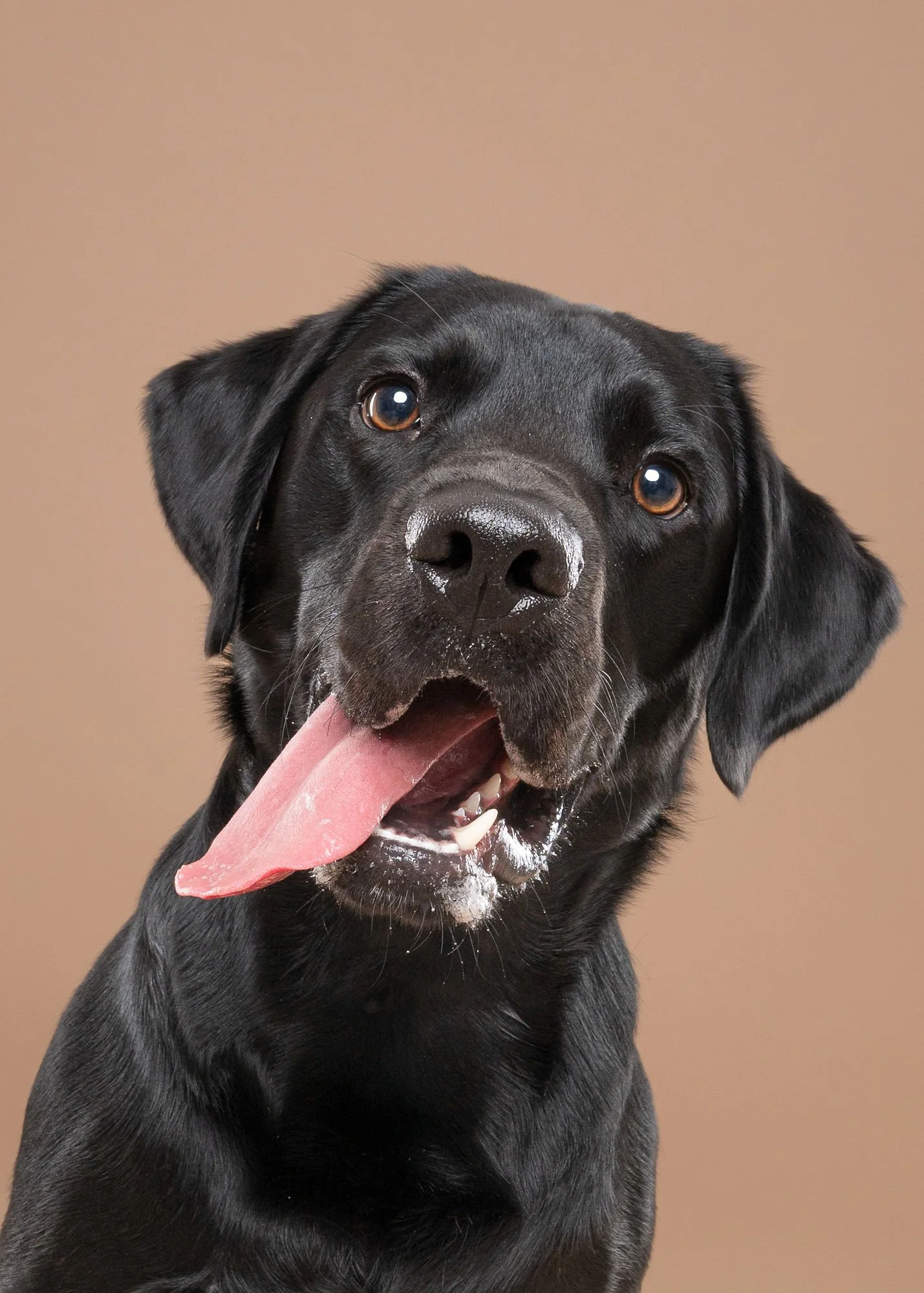 Close-up dog portrait with bright blue background at Lincoln photography studio