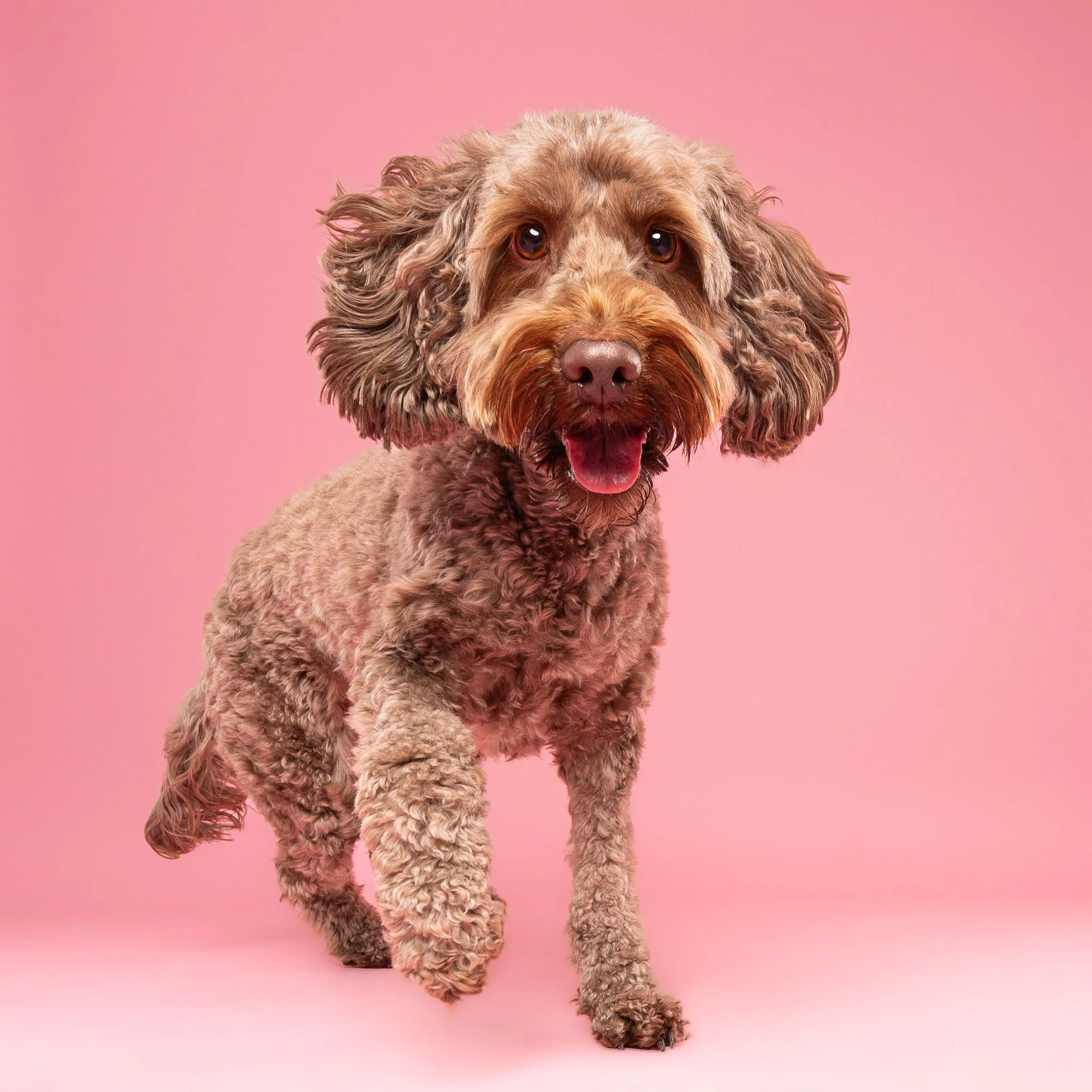 Colourful professional dog photography by The Puparazzi Booth in Lincoln
