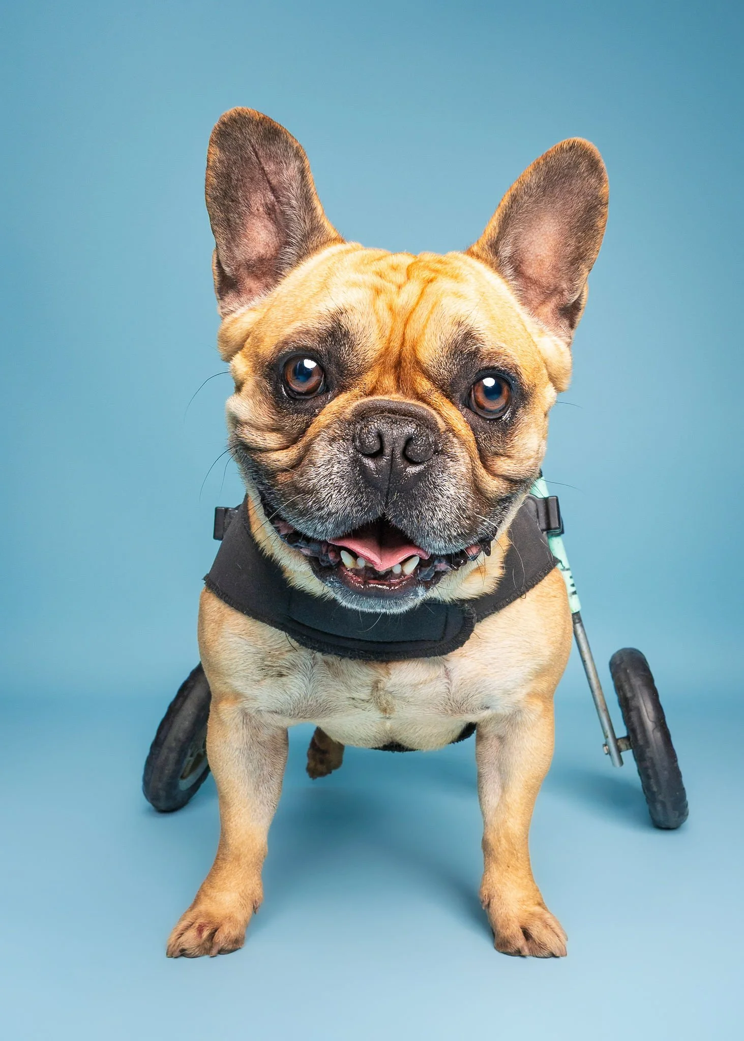 Close-up dachshund portrait by professional dog photographer in Lincoln
