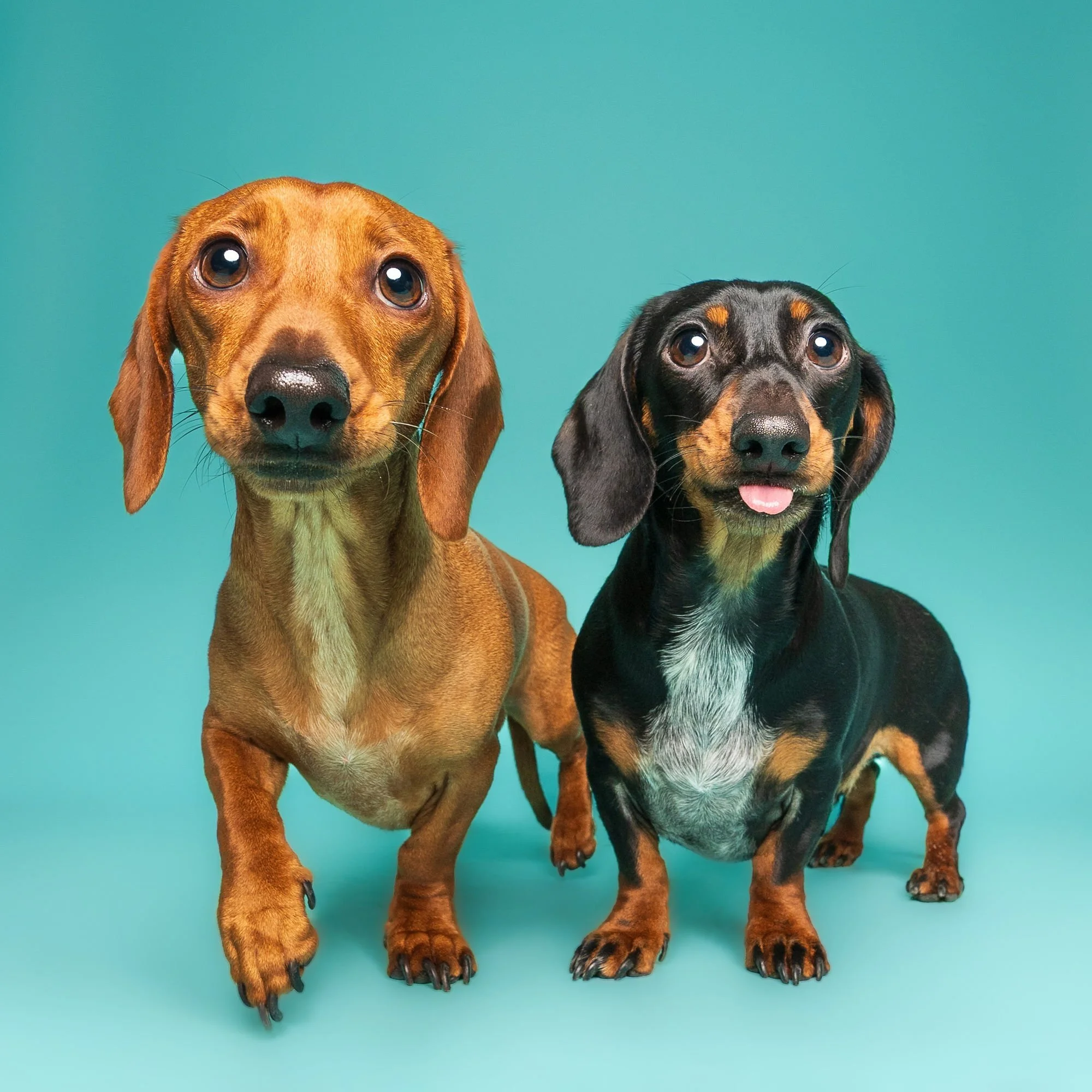 Dog looking towards the camera during a relaxed studio portrait session
