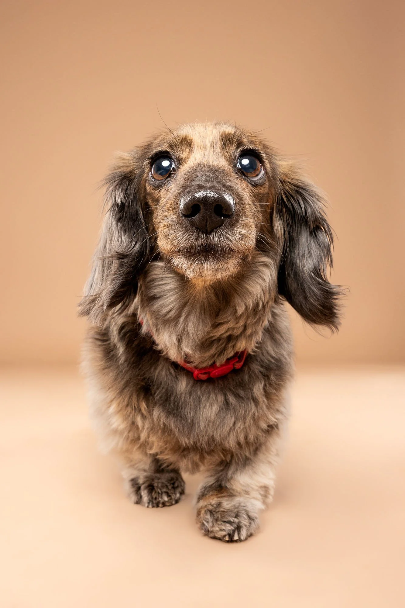 Dog looking towards the camera during a relaxed studio portrait session
