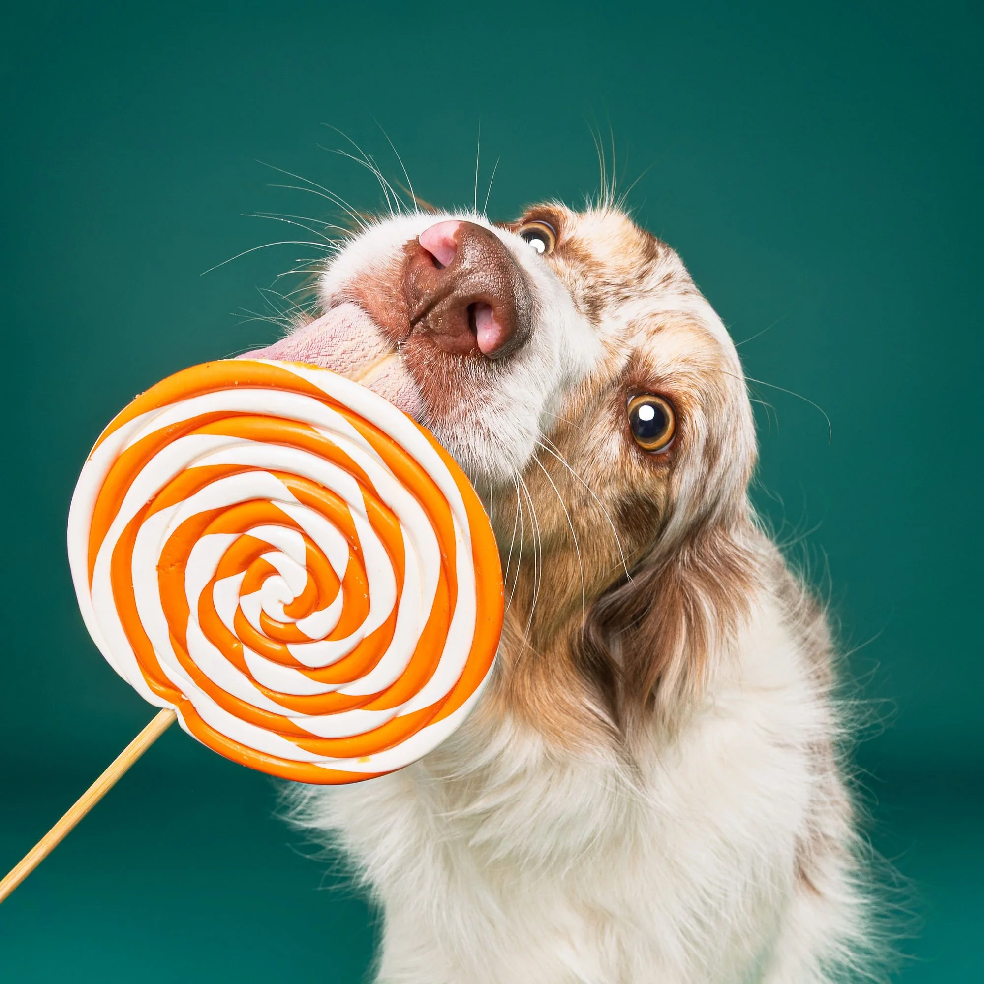 Professional close-up dog photography with colourful studio background