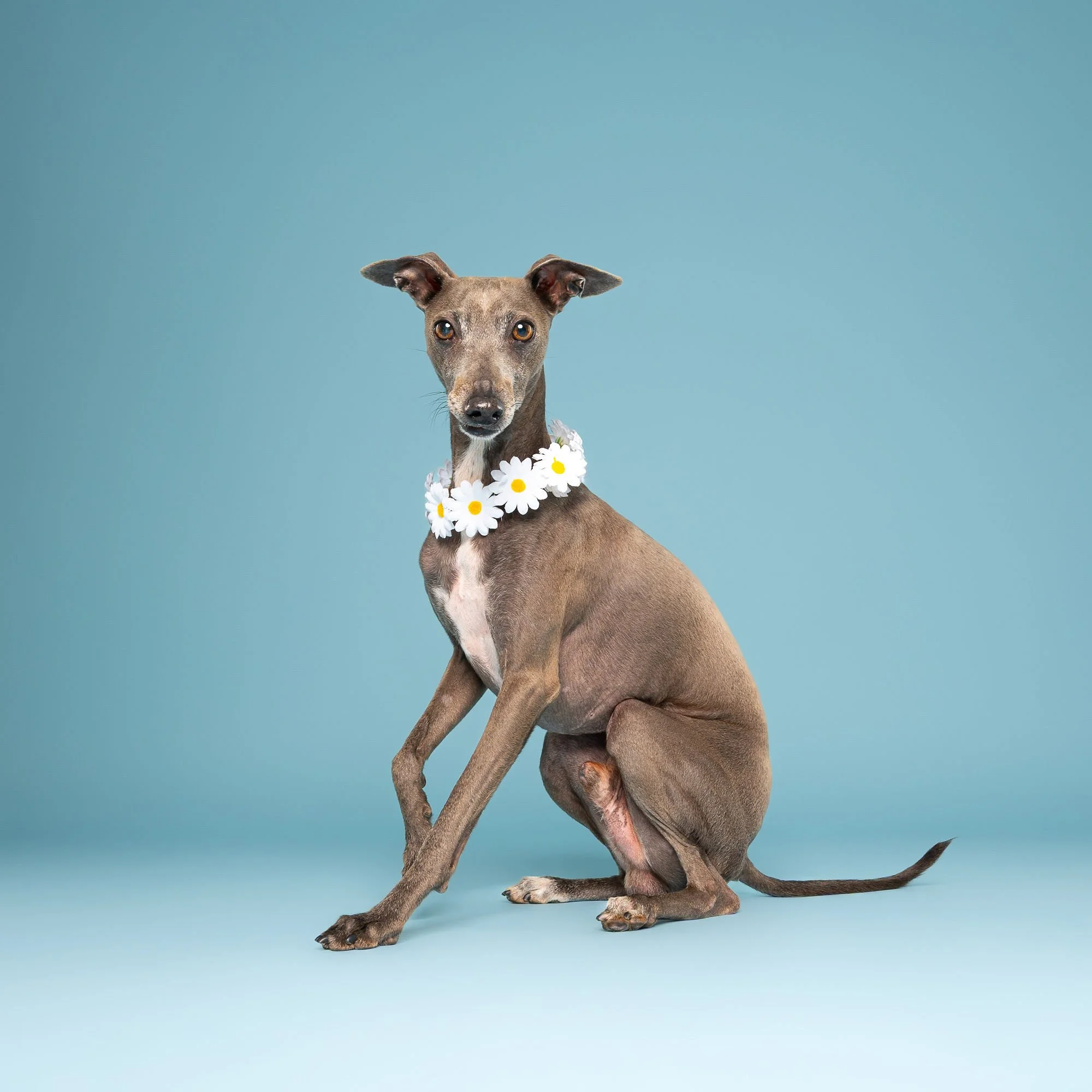 Behind the scenes of a professional dog photography session in Lincoln