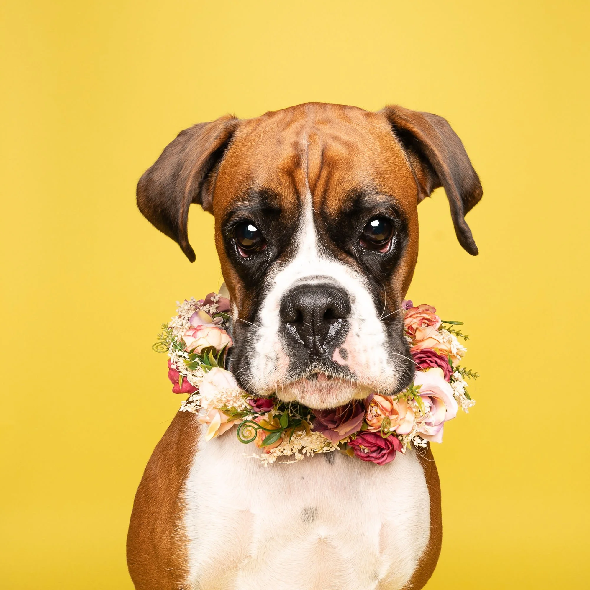 Colourful portrait of a rescue dog photographed at The Puparazzi Booth Lincoln
