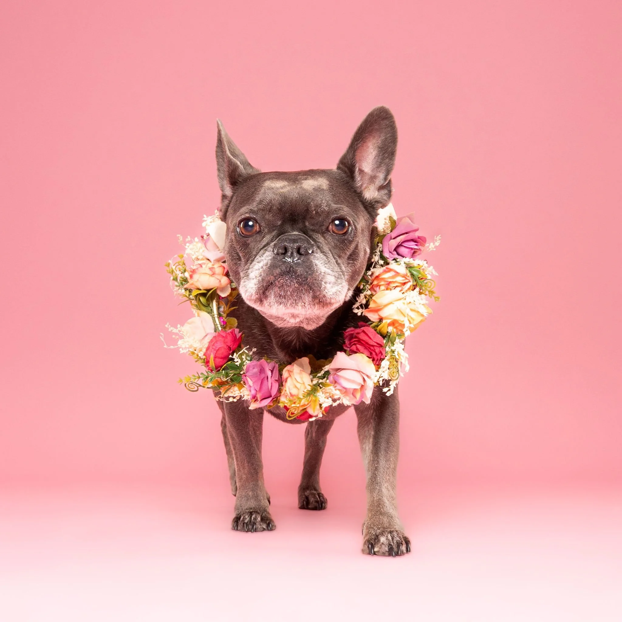 Dog wearing a party hat during a fun studio photography session
