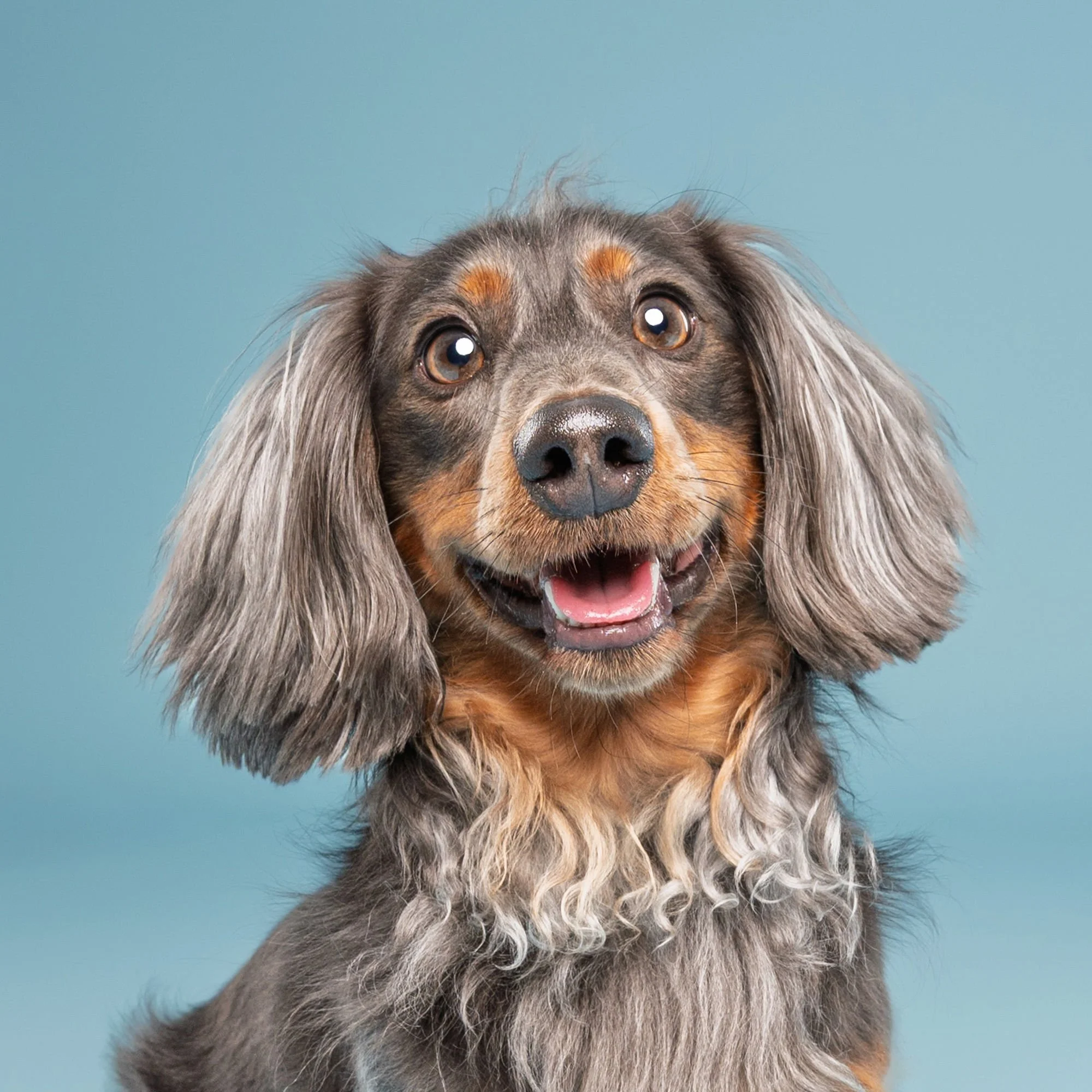 Professional camera photographing a dog during a pet portrait session