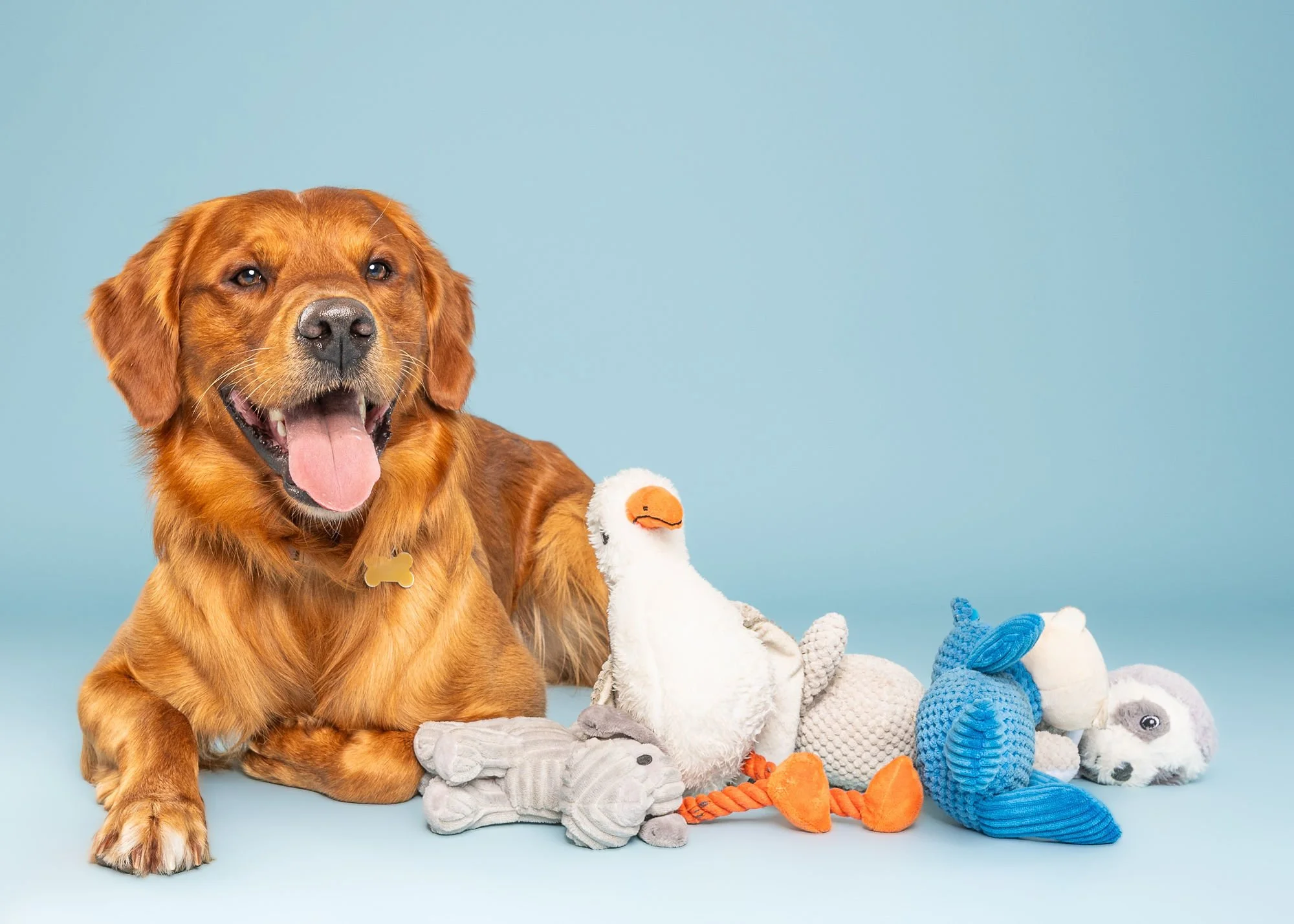 Dog photographer working with a dachshund during a Lincoln studio session
