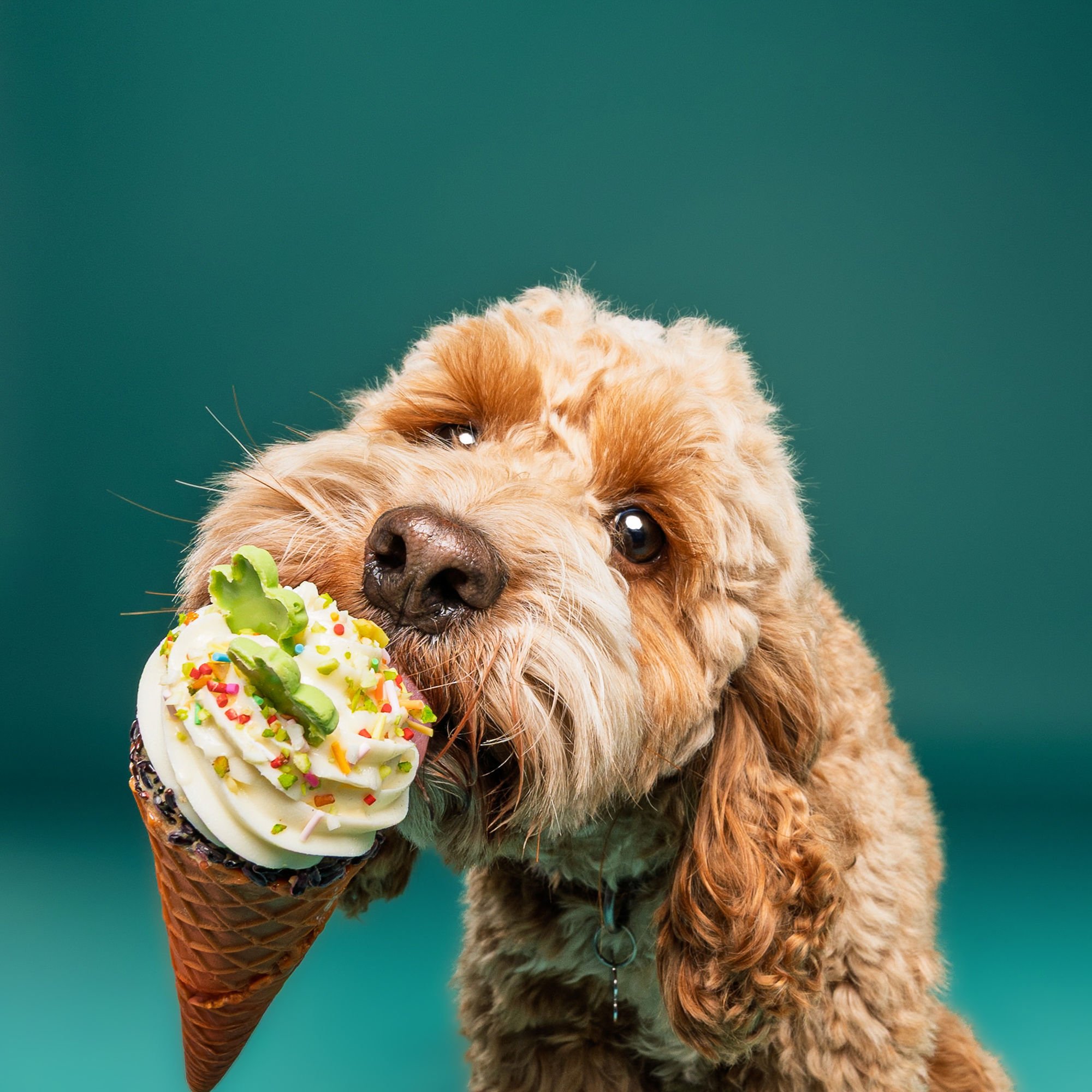 Colourful studio portrait of a spaniel by The Puparazzi Booth
