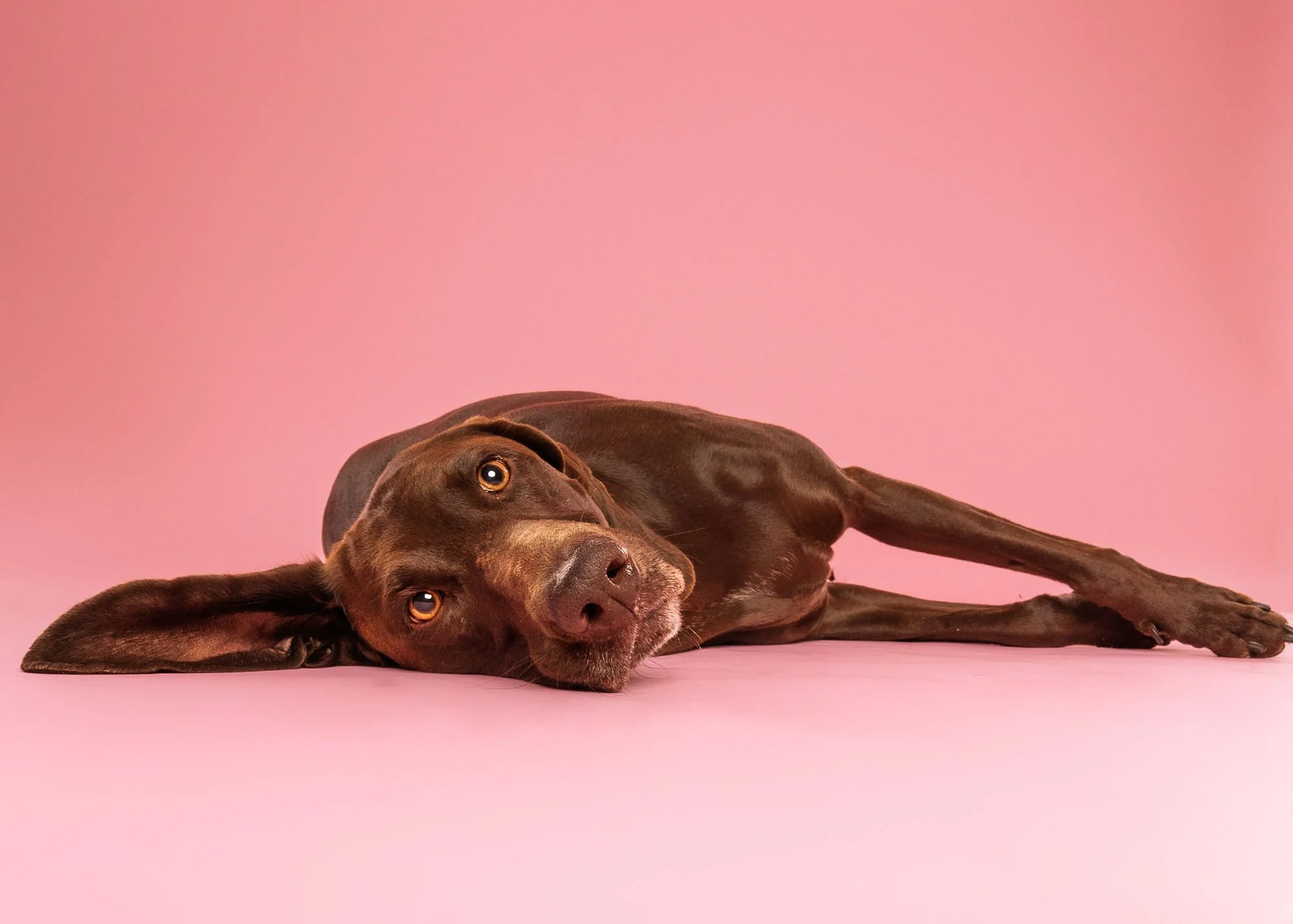 Professional dog portrait capturing a playful tongue-out expression
