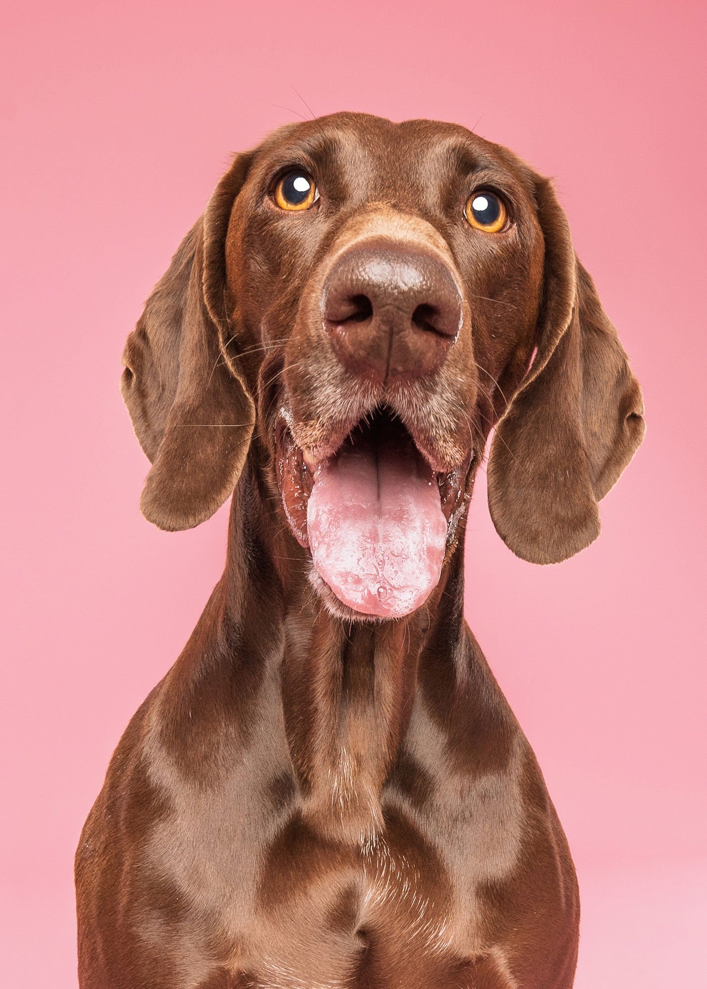 Colourful studio dog portrait by dog photographer in Lincoln