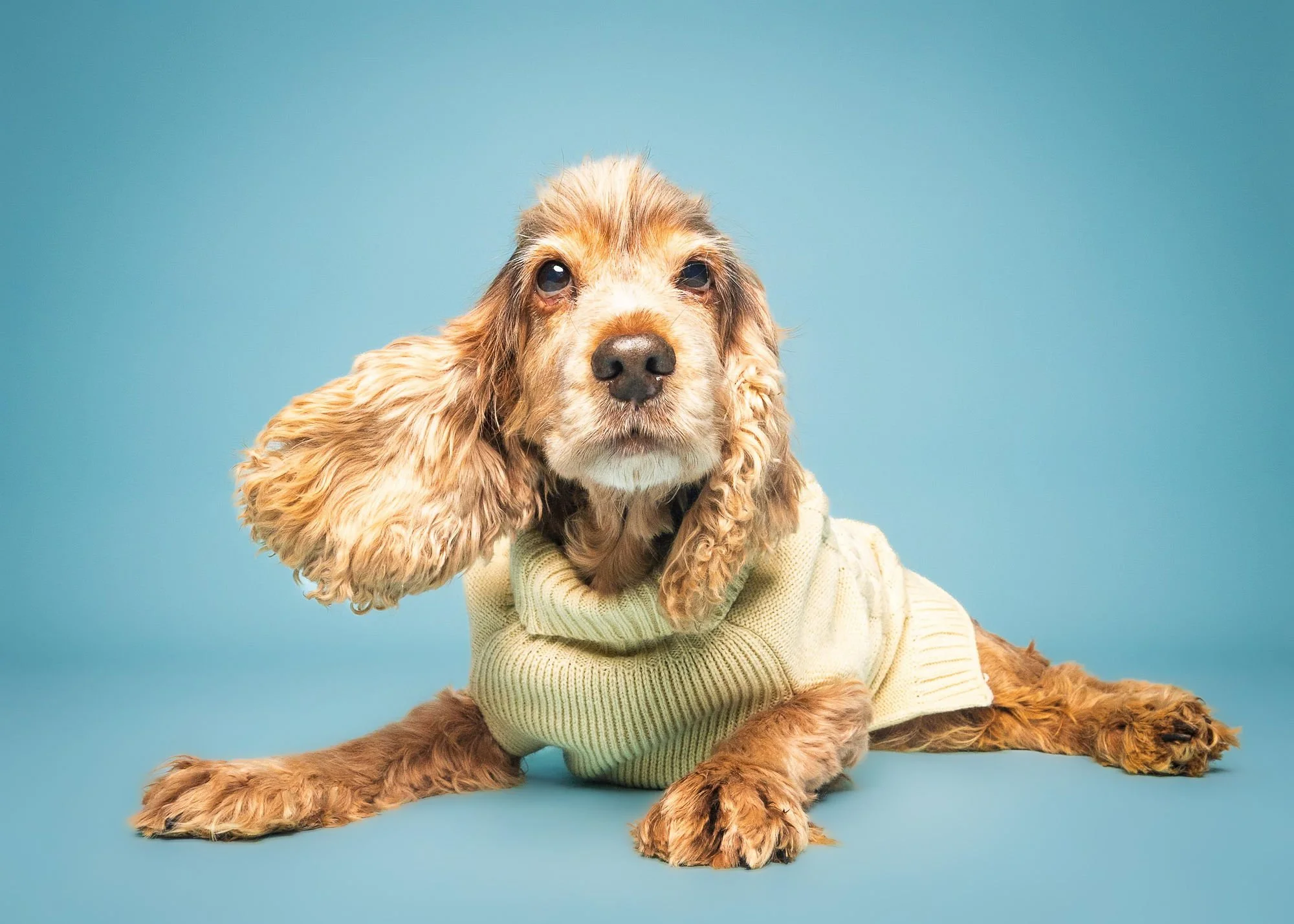 Characterful dog portrait by Lincoln pet photographer The Puparazzi Booth