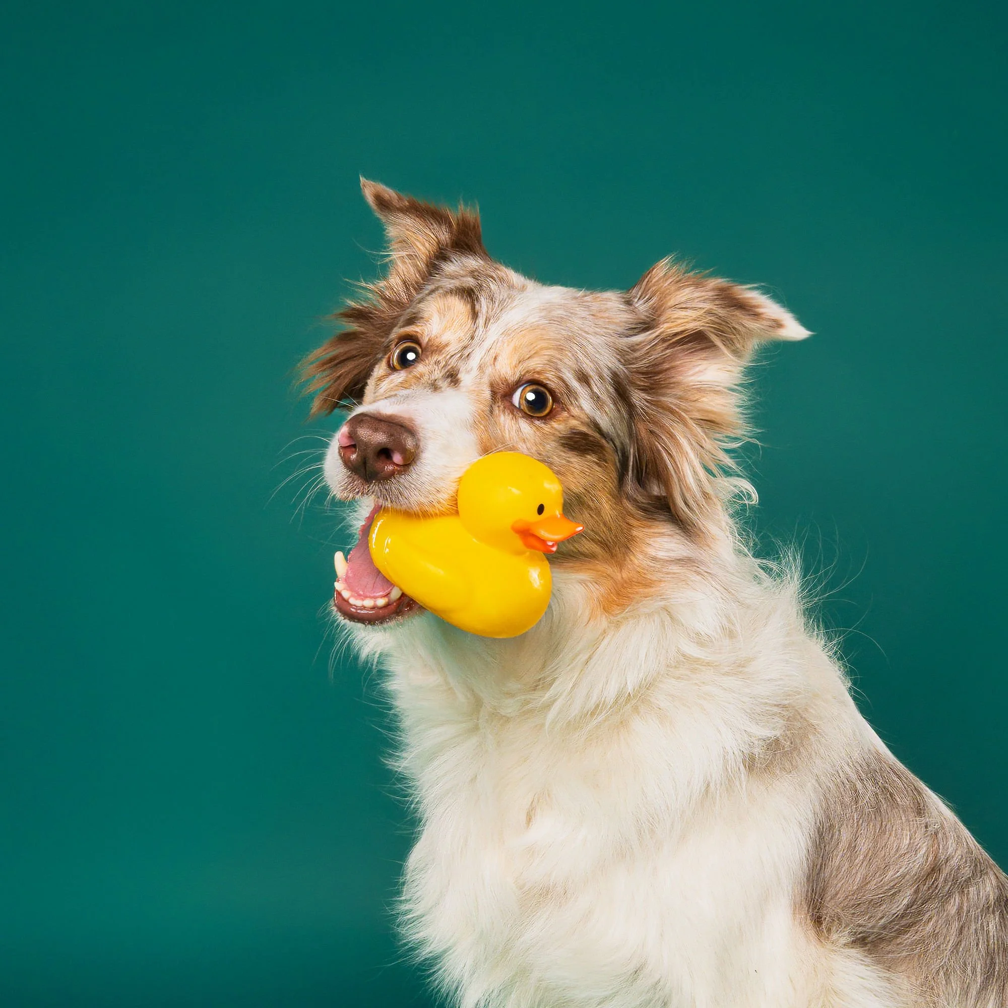 Professional studio portrait of a dog against a soft pink background
