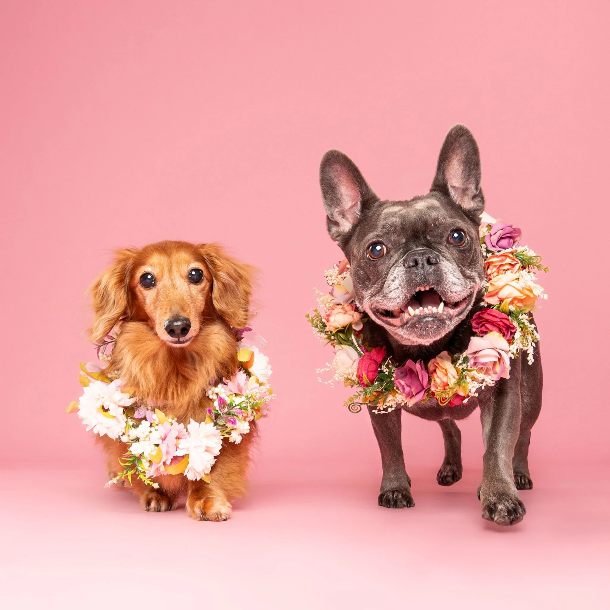 Professional studio portrait of a dog against a soft pink background
