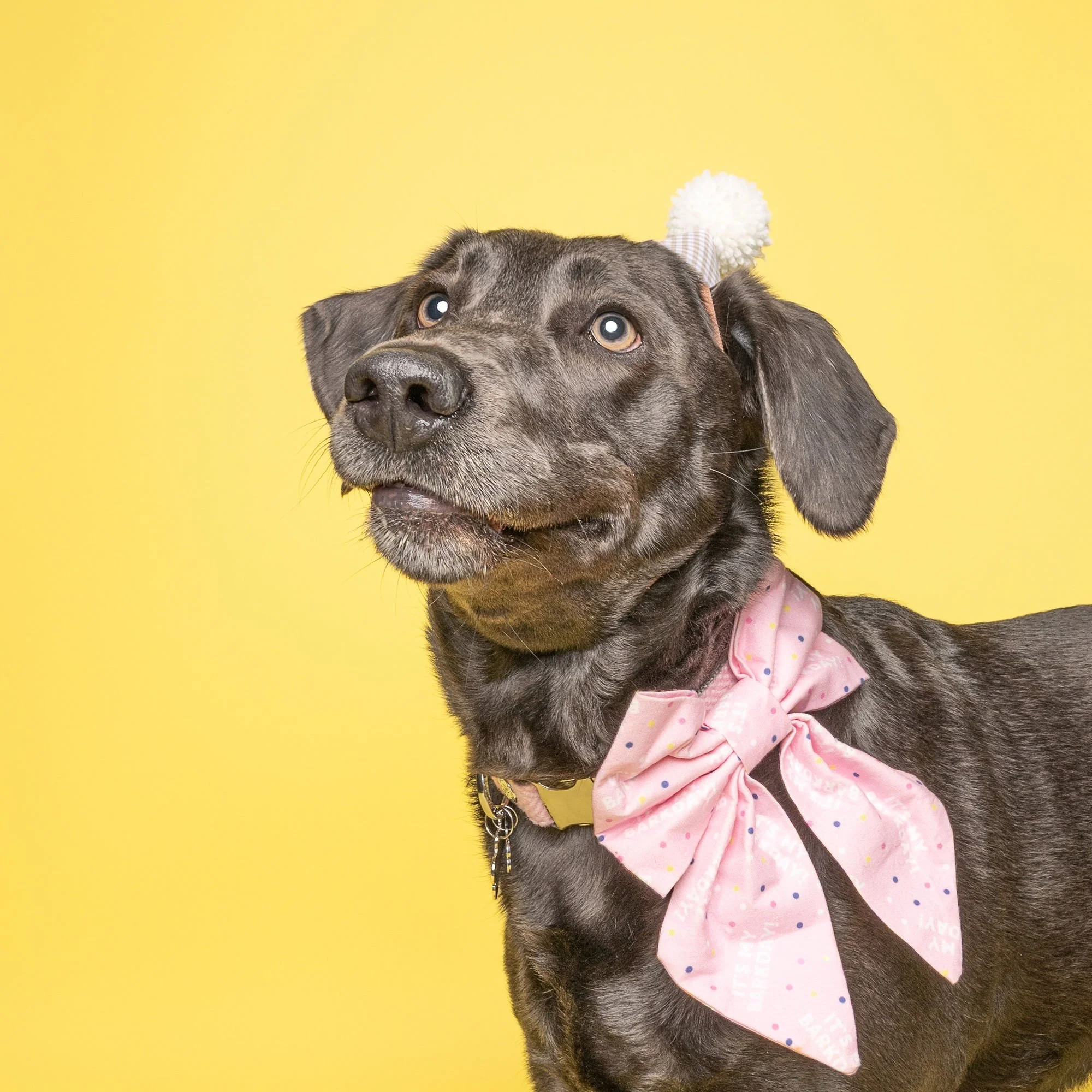 Colourful professional dog photography by The Puparazzi Booth in Lincoln