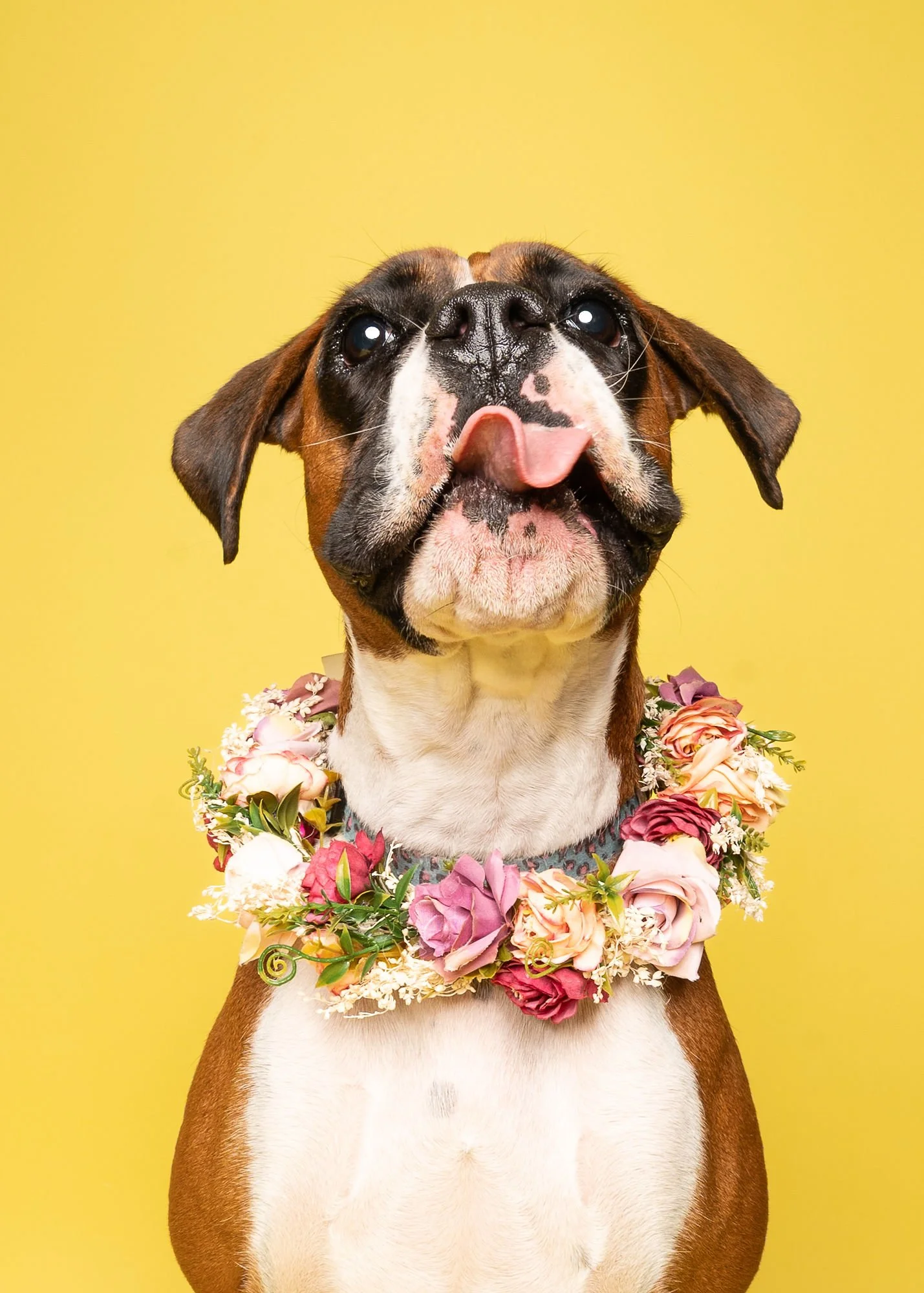 Professional studio portrait of a dog against a soft pink background