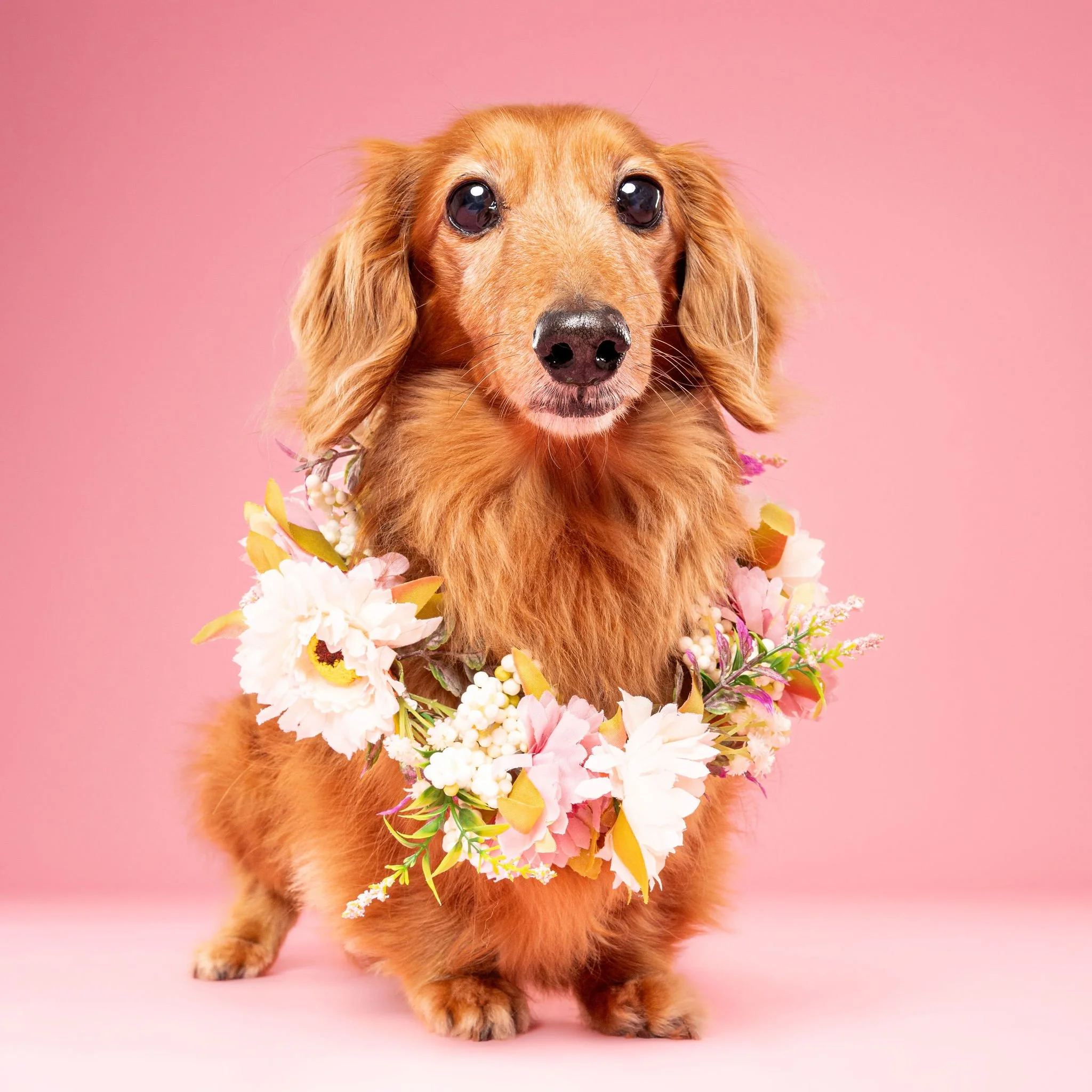 Lincoln pet photography focused on natural expressions and individual personality
