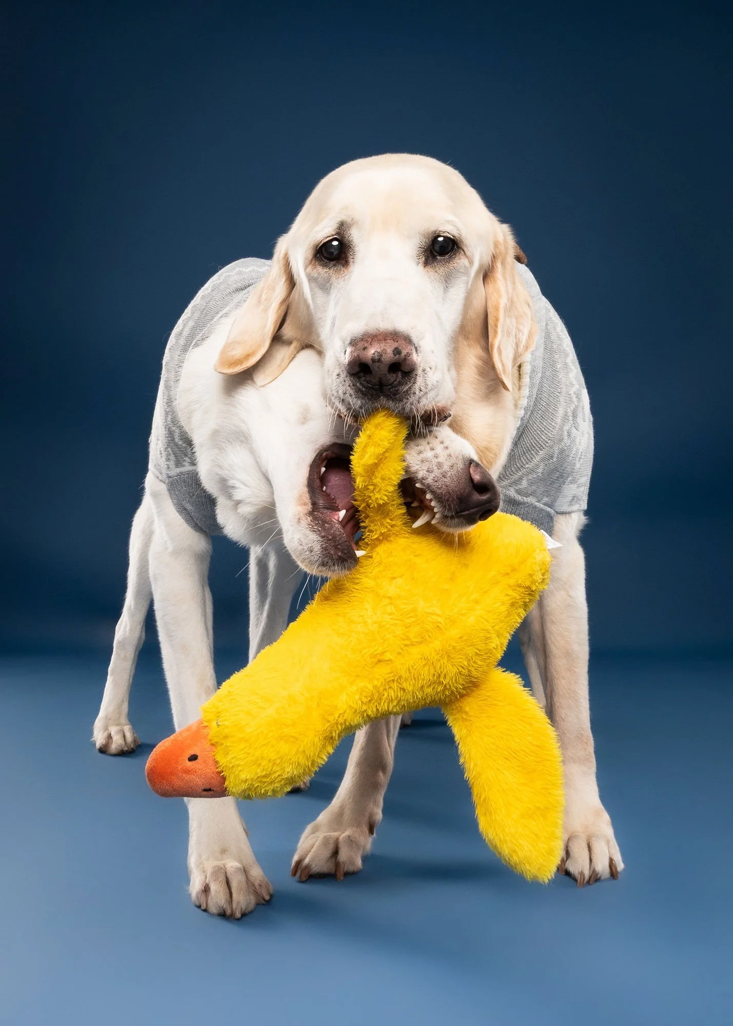 Behind the scenes of a professional dog photography session in Lincoln